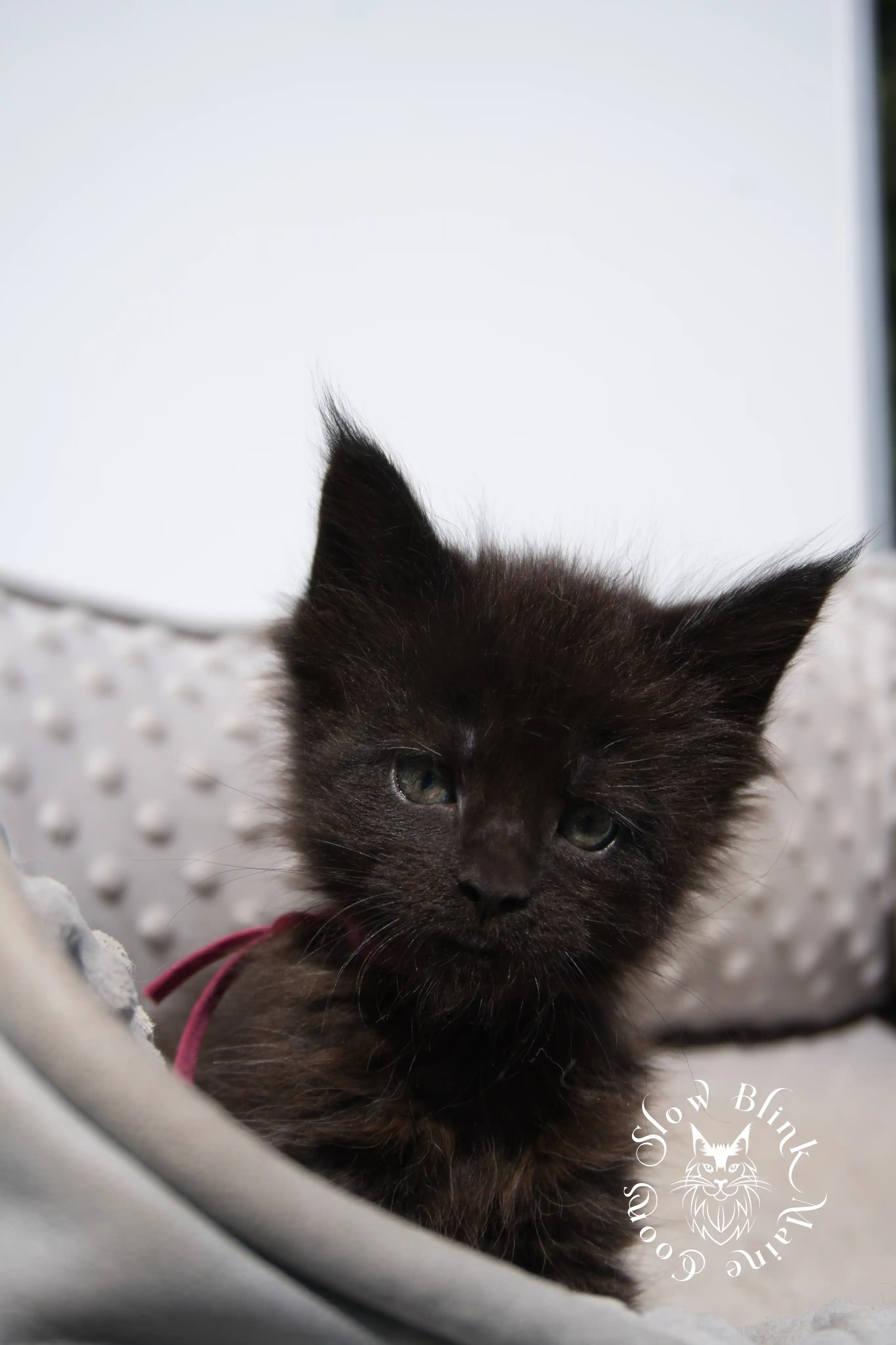 black maine coon kitten | age 6 weeks old | slowblinkmainecoons | ems code n | taken august 2024 Black Maine Coon Kittens > black maine coon kitten | age 6 weeks old | slowblinkmainecoons | ems code n | taken august 2024 | 132065