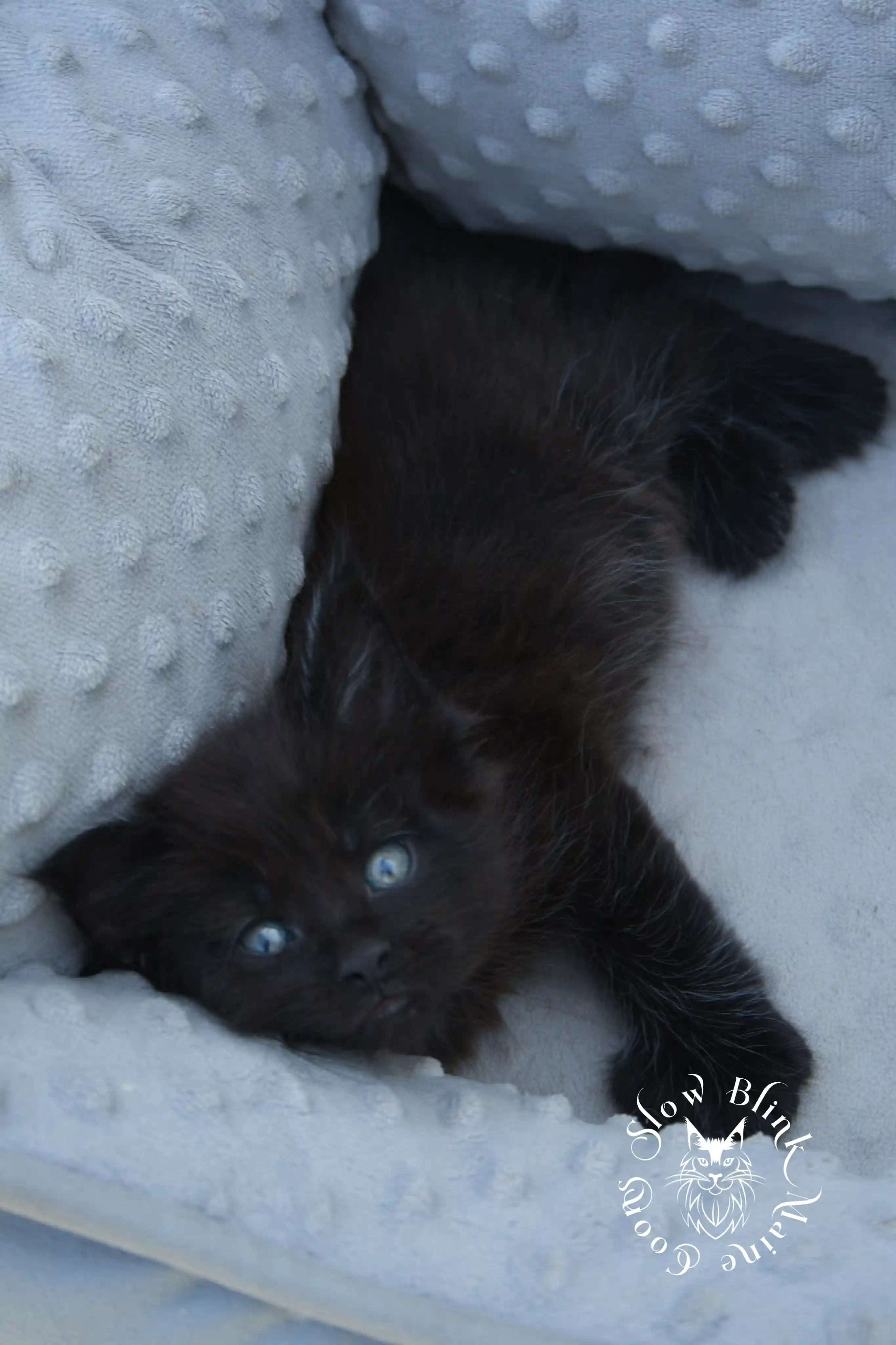 black maine coon kitten | age 6 weeks old | slowblinkmainecoons | ems code n | taken august 2024 Black Maine Coon Kittens > black maine coon kitten | age 6 weeks old | slowblinkmainecoons | ems code n | taken august 2024 | 152052