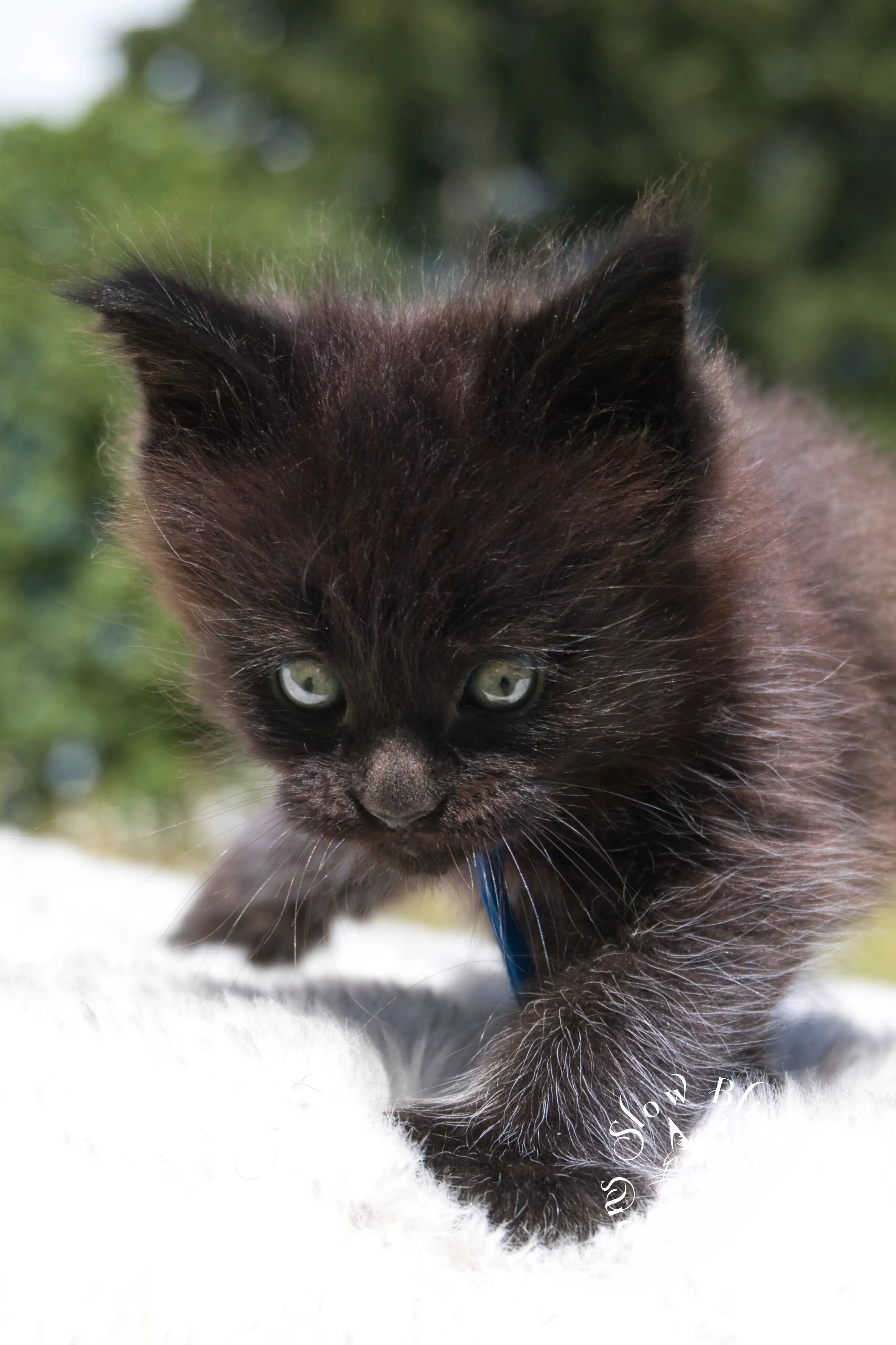 black maine coon kitten | age 6 weeks old | slowblinkmainecoons | ems code n | taken august 2024 Black Maine Coon Kittens > black maine coon kitten | age 6 weeks old | slowblinkmainecoons | ems code n | taken august 2024 | 172053