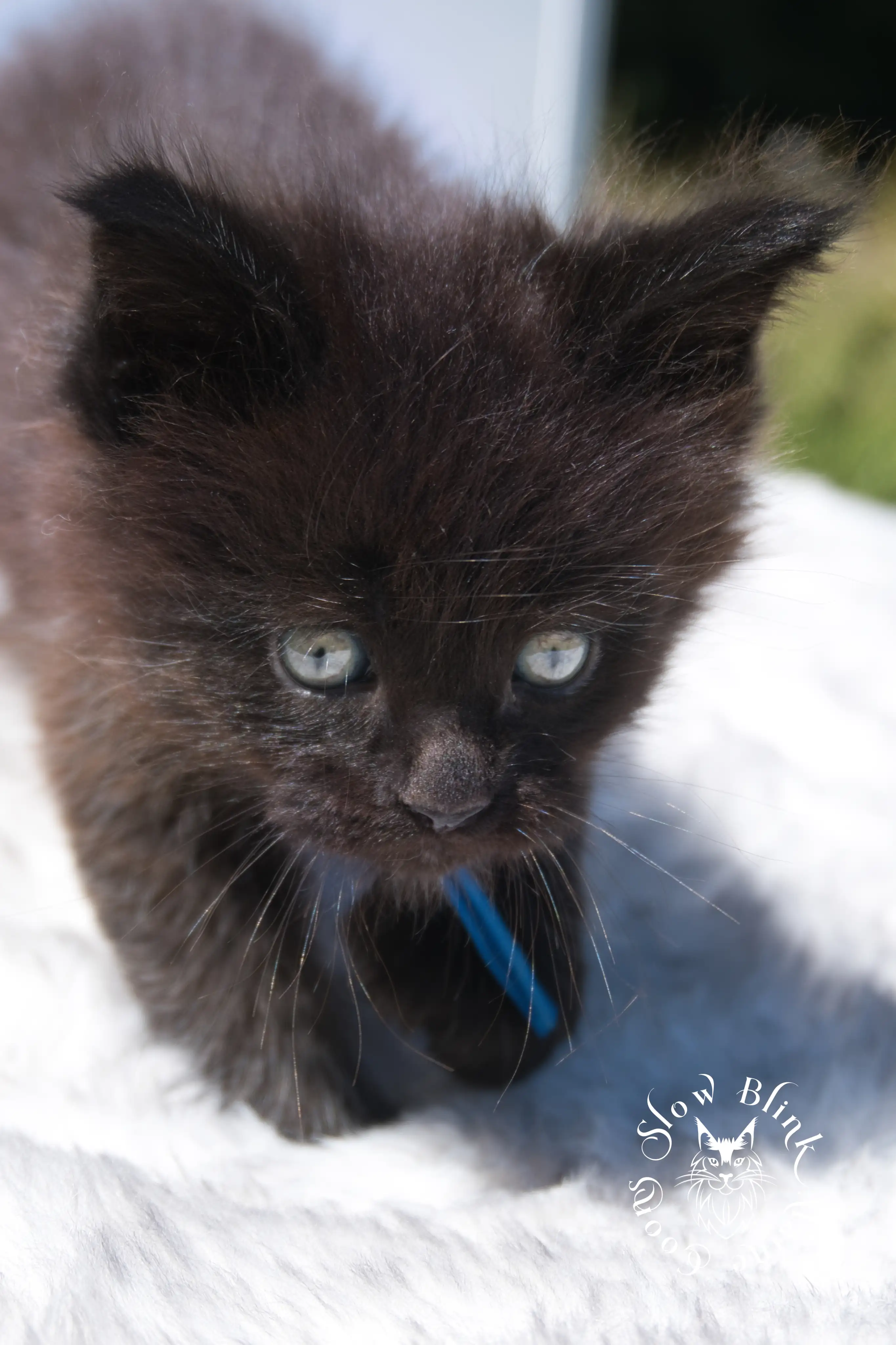 black maine coon kitten | age 6 weeks old | slowblinkmainecoons | ems code n | taken august 2024 Black Maine Coon Kittens > black maine coon kitten | age 6 weeks old | slowblinkmainecoons | ems code n | taken august 2024 | 192054