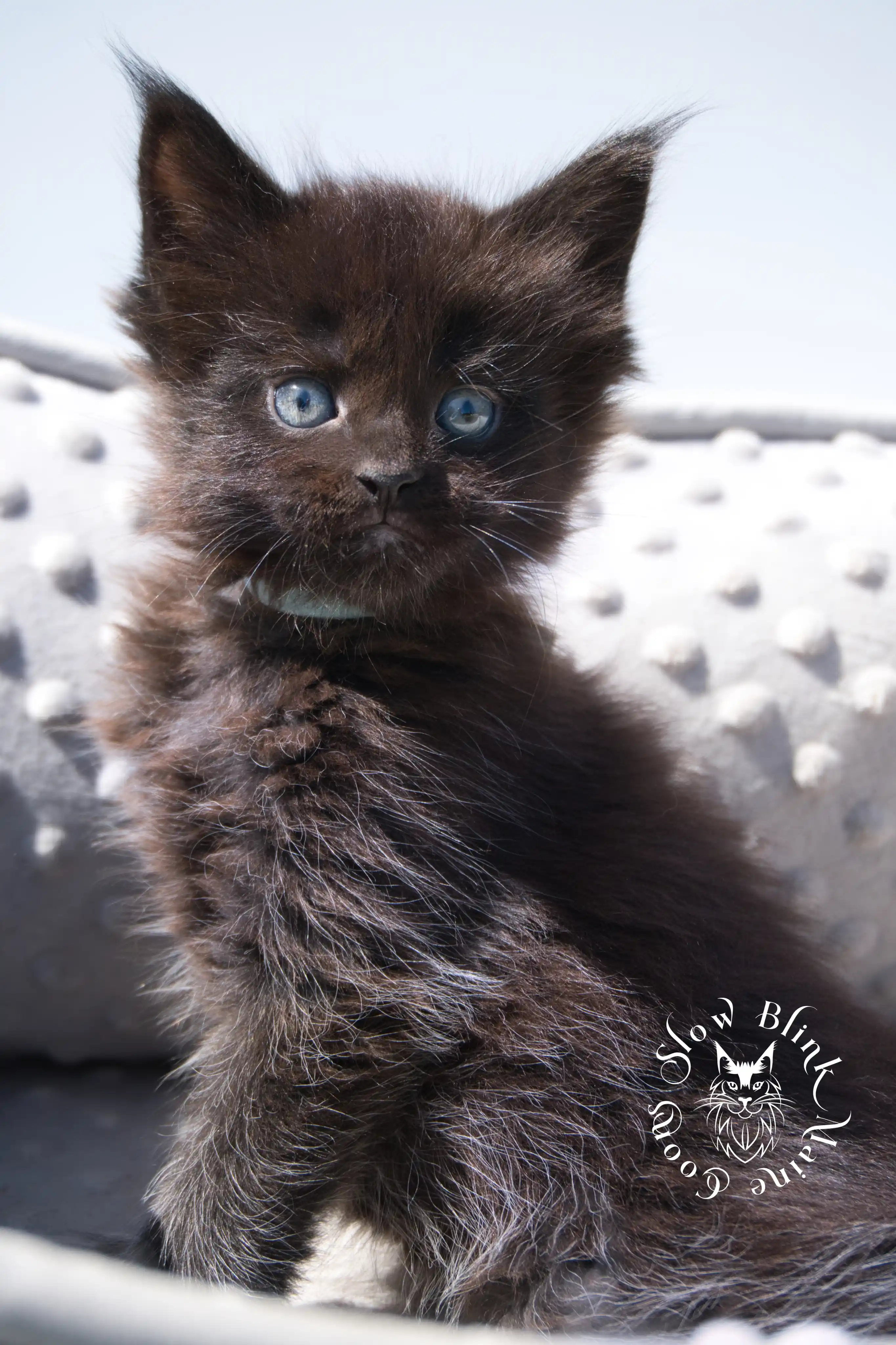 black maine coon kitten | age 6 weeks old | slowblinkmainecoons | ems code n | taken august 2024 Black Maine Coon Kittens > black maine coon kitten | age 6 weeks old | slowblinkmainecoons | ems code n | taken august 2024 | 212042