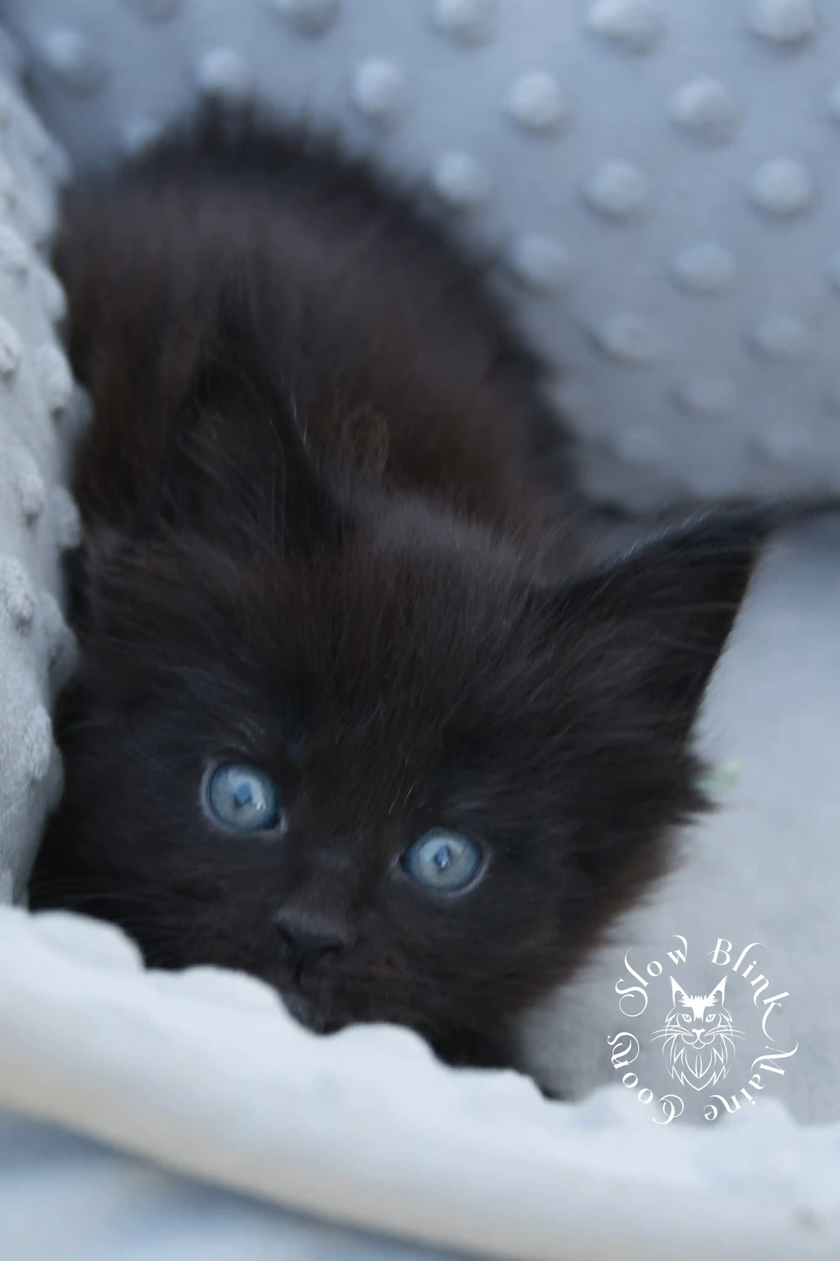 black maine coon kitten | age 6 weeks old | slowblinkmainecoons | ems code n | taken august 2024 Black Maine Coon Kittens > black maine coon kitten | age 6 weeks old | slowblinkmainecoons | ems code n | taken august 2024 | 222041
