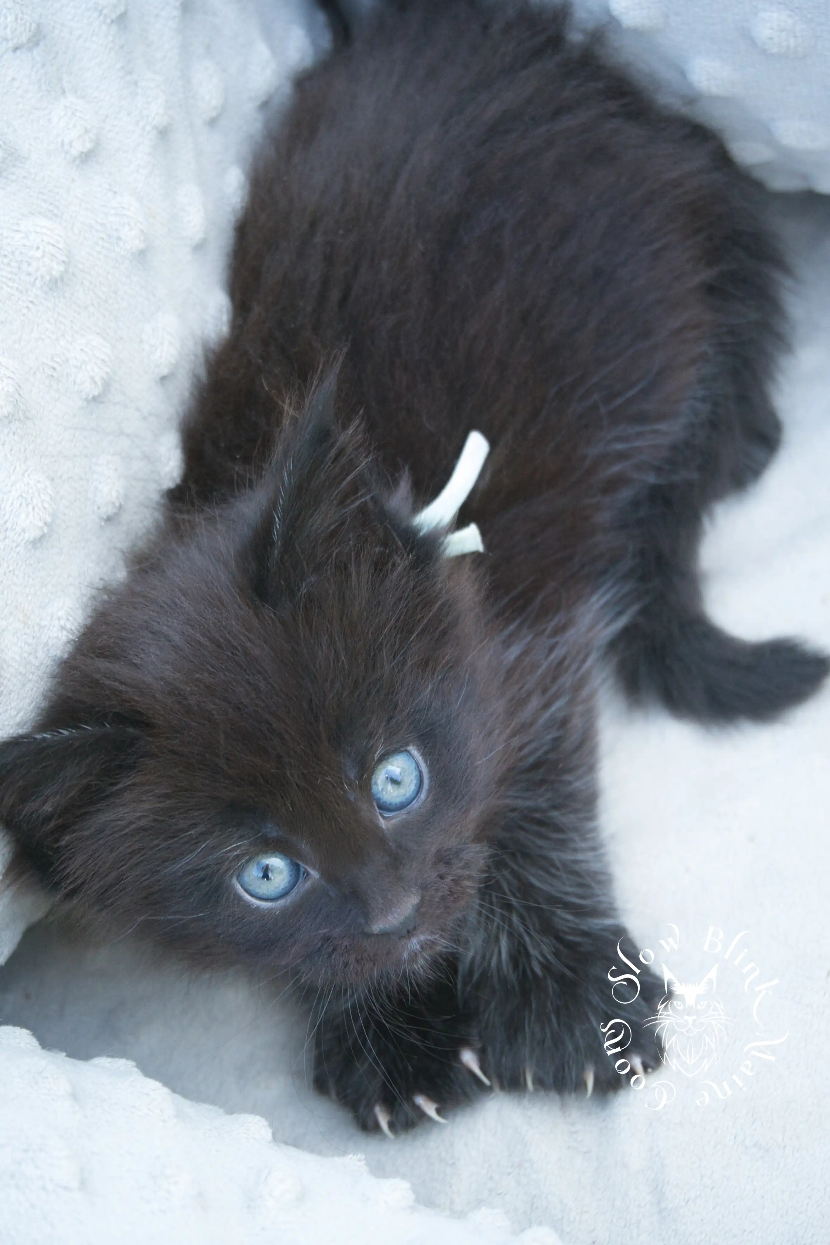 black maine coon kitten | age 6 weeks old | slowblinkmainecoons | ems code n | taken august 2024 Black Maine Coon Kittens > black maine coon kitten | age 6 weeks old | slowblinkmainecoons | ems code n | taken august 2024 | 232040