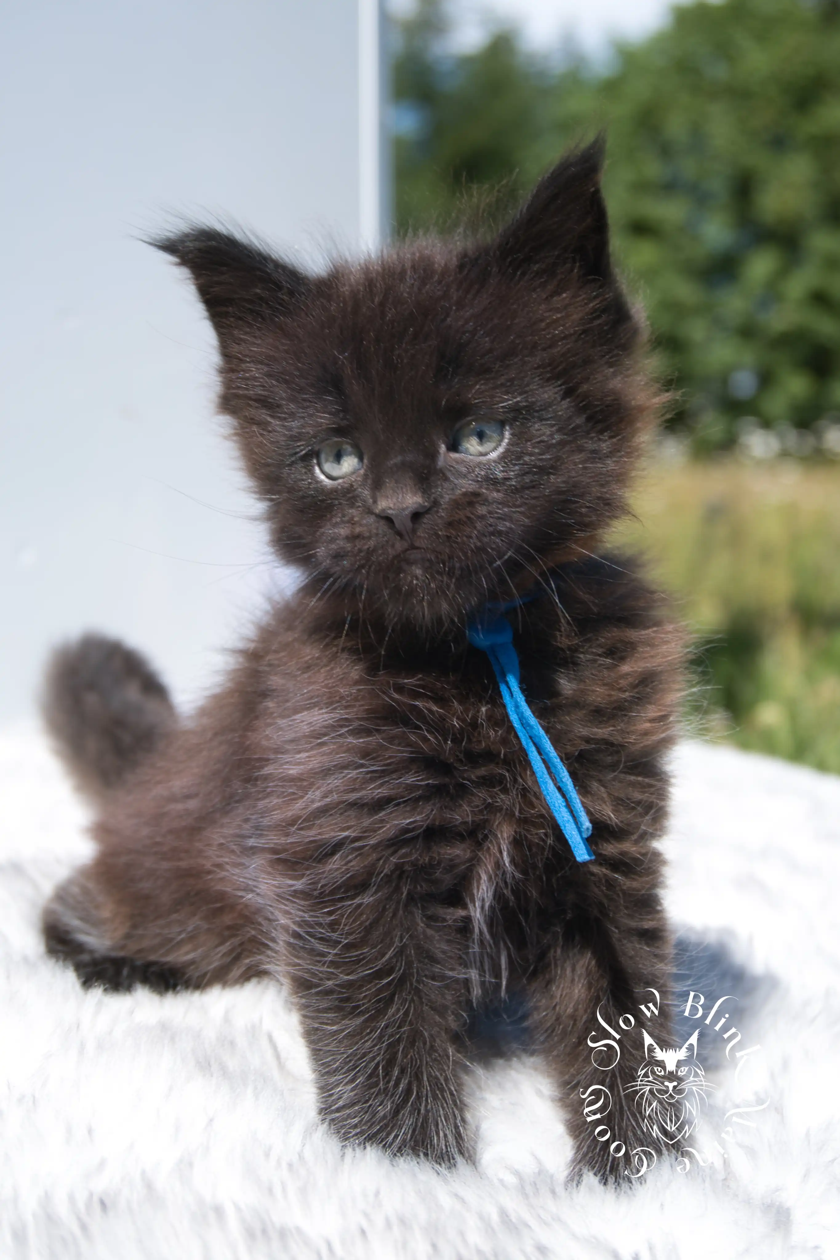 black maine coon kitten | age 6 weeks old | slowblinkmainecoons | ems code n | taken august 2024 Black Maine Coon Kittens > black maine coon kitten | age 6 weeks old | slowblinkmainecoons | ems code n | taken august 2024 | 242055