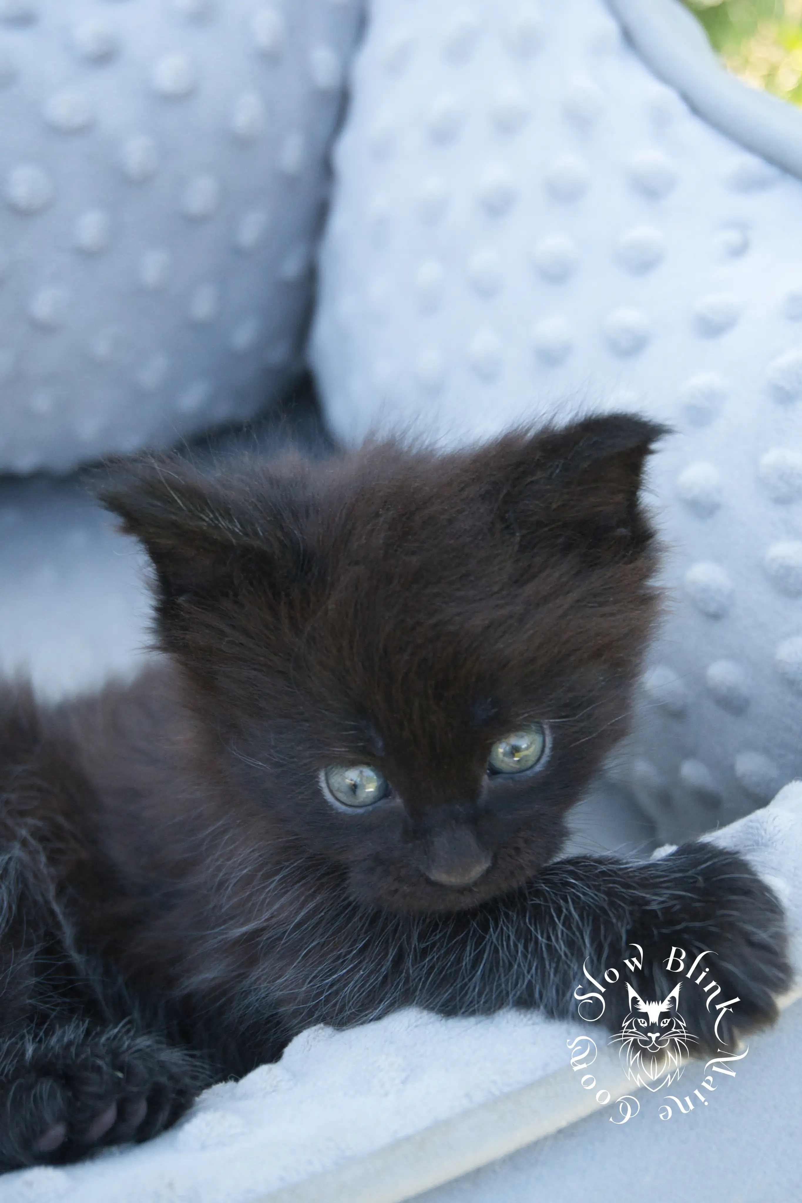 black maine coon kitten | age 6 weeks old | slowblinkmainecoons | ems code n | taken august 2024 Black Maine Coon Kittens > black maine coon kitten | age 6 weeks old | slowblinkmainecoons | ems code n | taken august 2024 | 262056