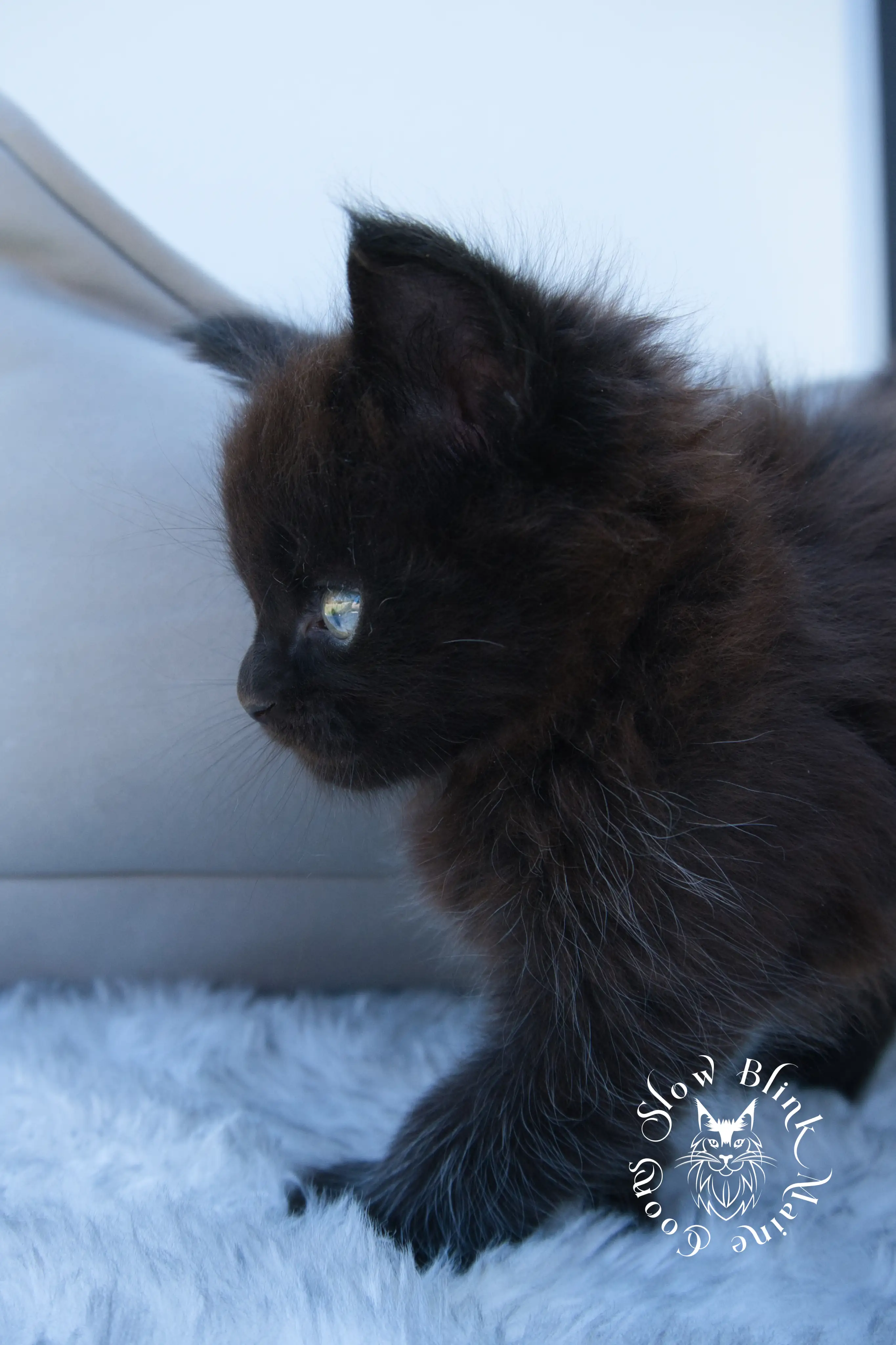 black maine coon kitten | age 6 weeks old | slowblinkmainecoons | ems code n | taken august 2024 Black Maine Coon Kittens > black maine coon kitten | age 6 weeks old | slowblinkmainecoons | ems code n | taken august 2024 | 282057