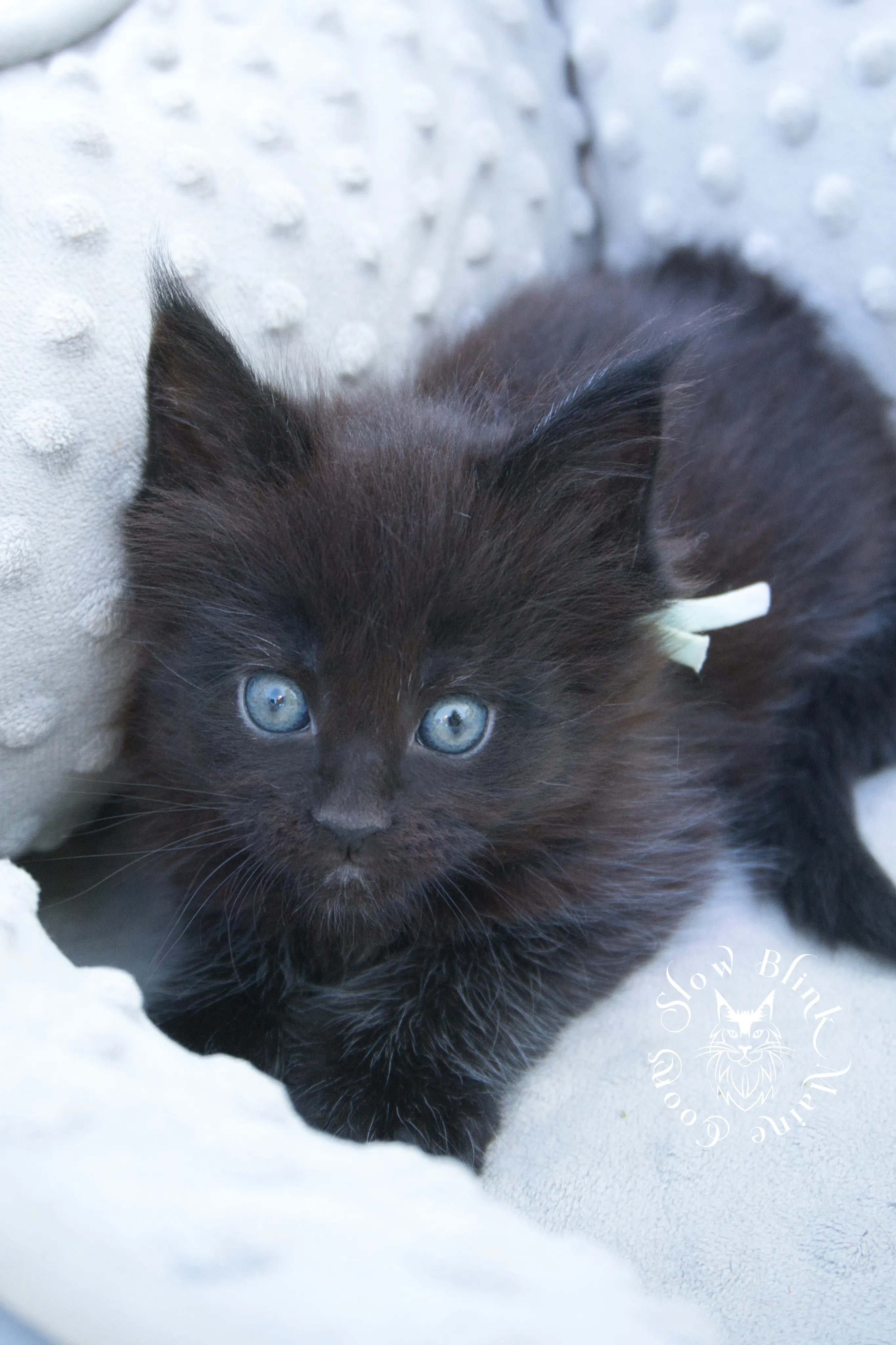 black maine coon kitten | age 6 weeks old | slowblinkmainecoons | ems code n | taken august 2024 Black Maine Coon Kittens > black maine coon kitten | age 6 weeks old | slowblinkmainecoons | ems code n | taken august 2024 | 302043