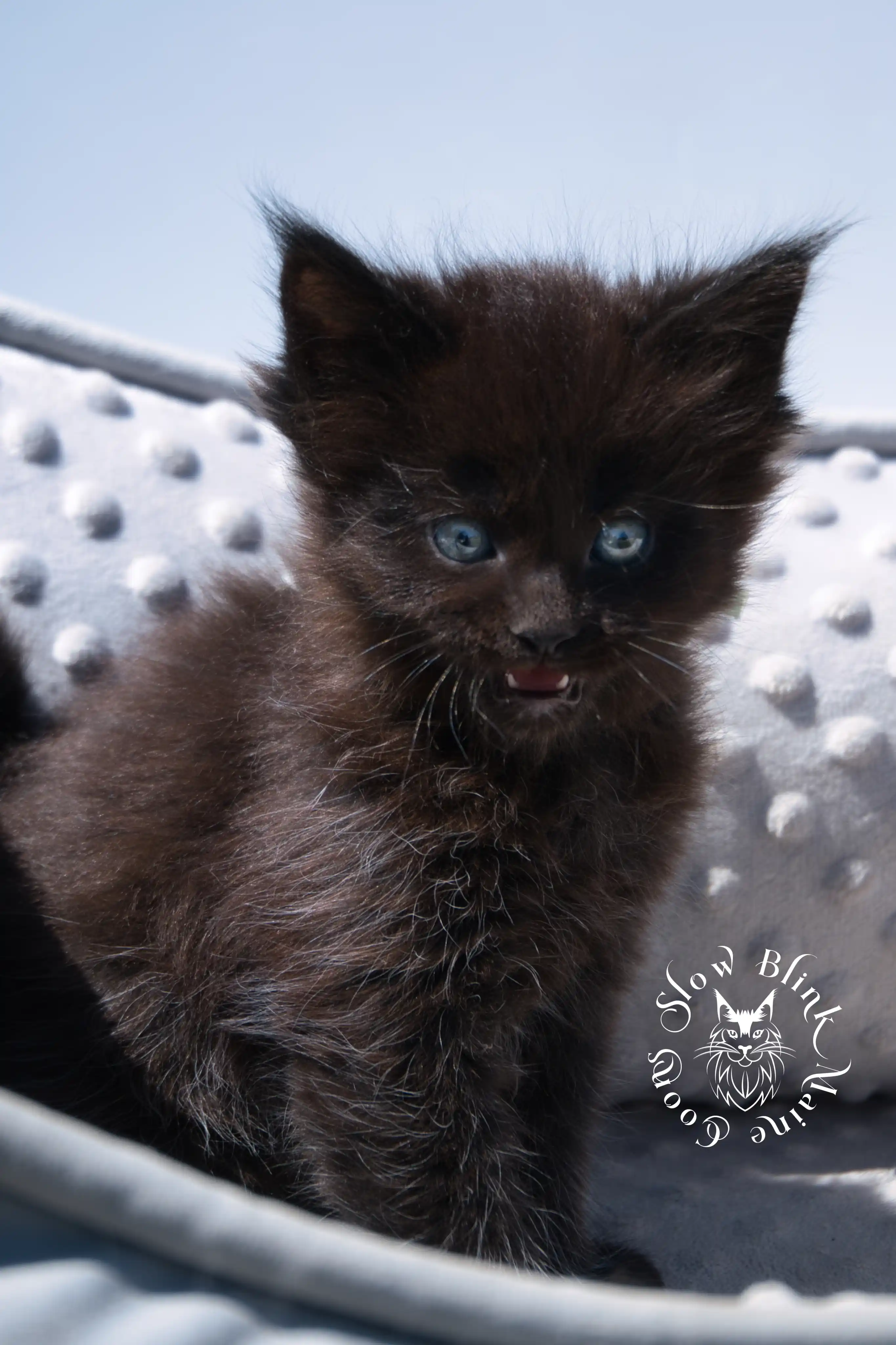black maine coon kitten | age 6 weeks old | slowblinkmainecoons | ems code n | taken august 2024 Black Maine Coon Kittens > black maine coon kitten | age 6 weeks old | slowblinkmainecoons | ems code n | taken august 2024 | 312044