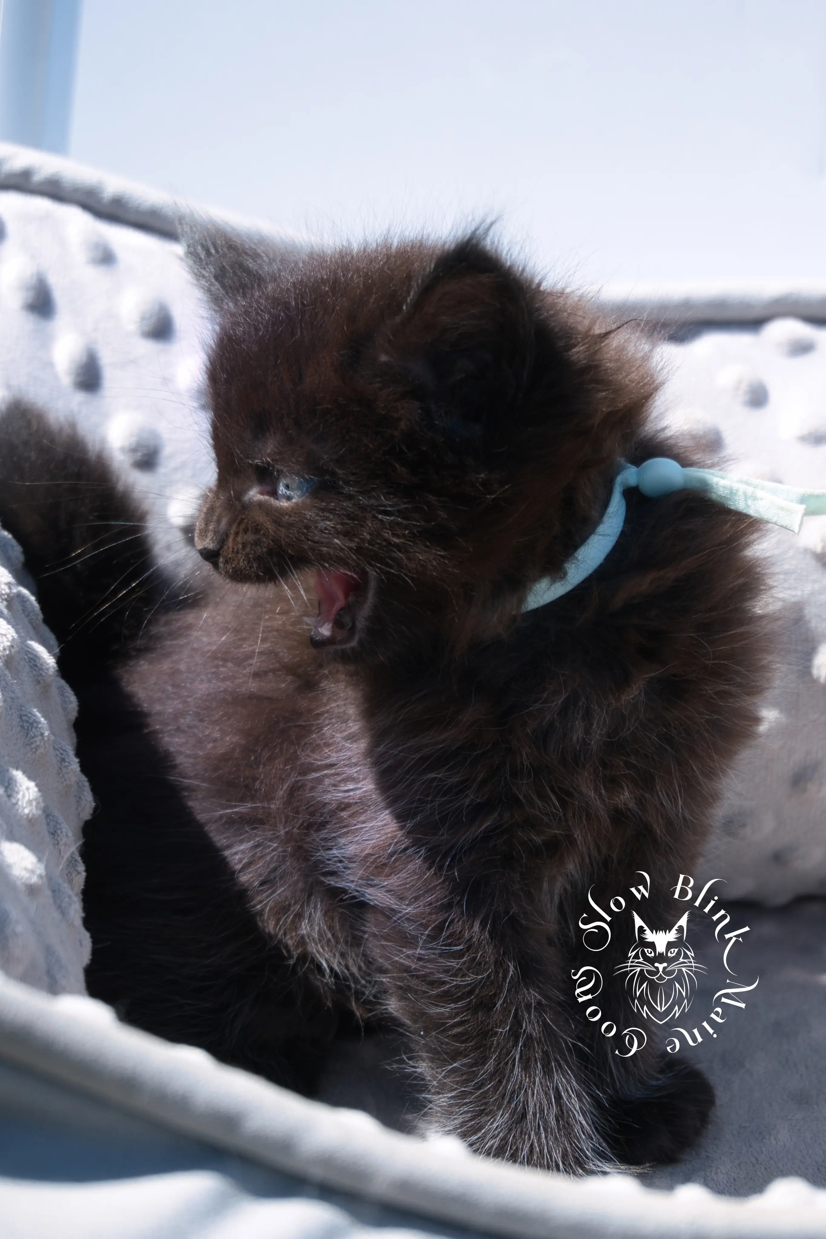 black maine coon kitten | age 6 weeks old | slowblinkmainecoons | ems code n | taken august 2024 Black Maine Coon Kittens > black maine coon kitten | age 6 weeks old | slowblinkmainecoons | ems code n | taken august 2024 | 322045