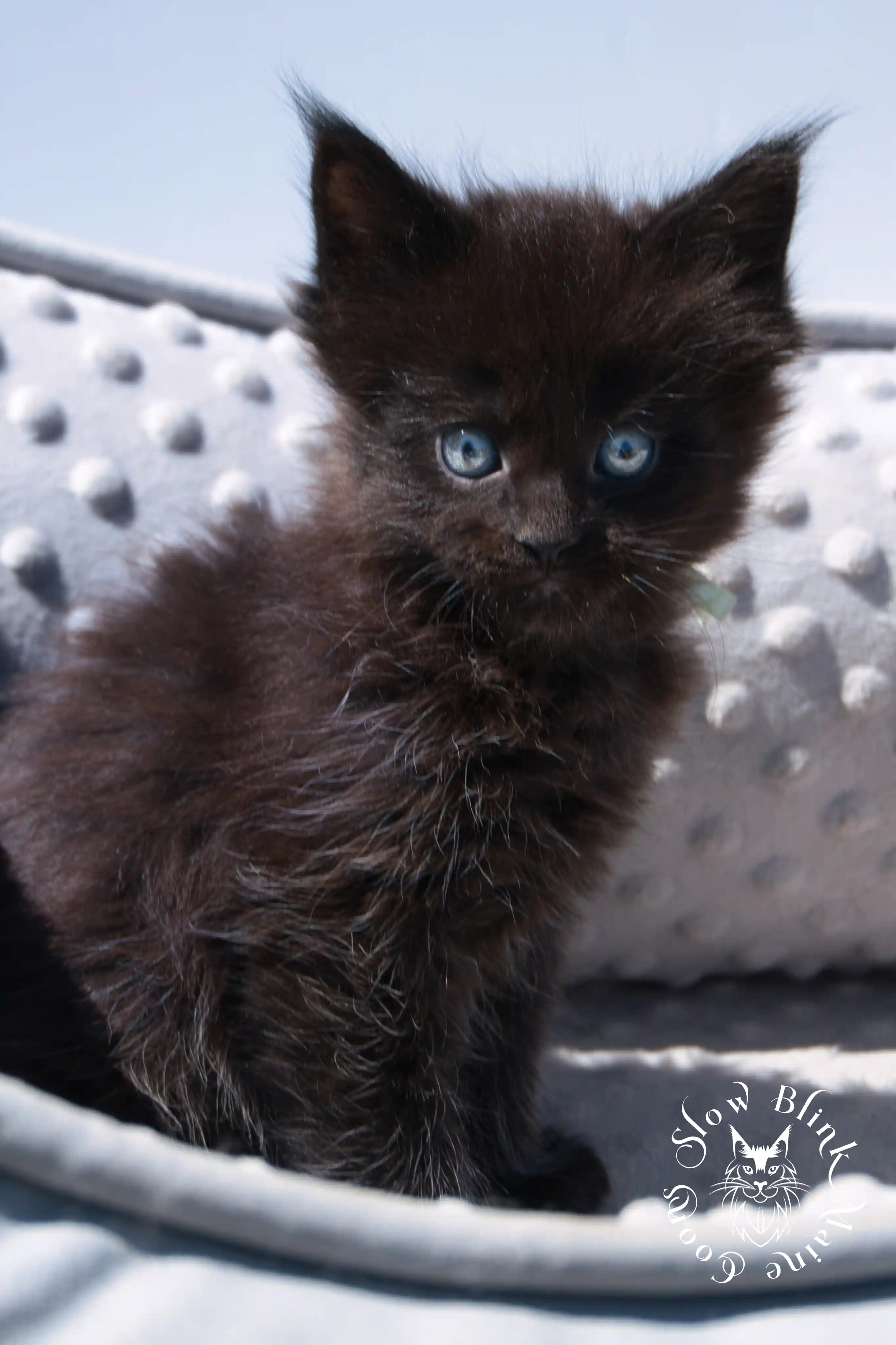 black maine coon kitten | age 6 weeks old | slowblinkmainecoons | ems code n | taken august 2024 Black Maine Coon Kittens > black maine coon kitten | age 6 weeks old | slowblinkmainecoons | ems code n | taken august 2024 | 362046