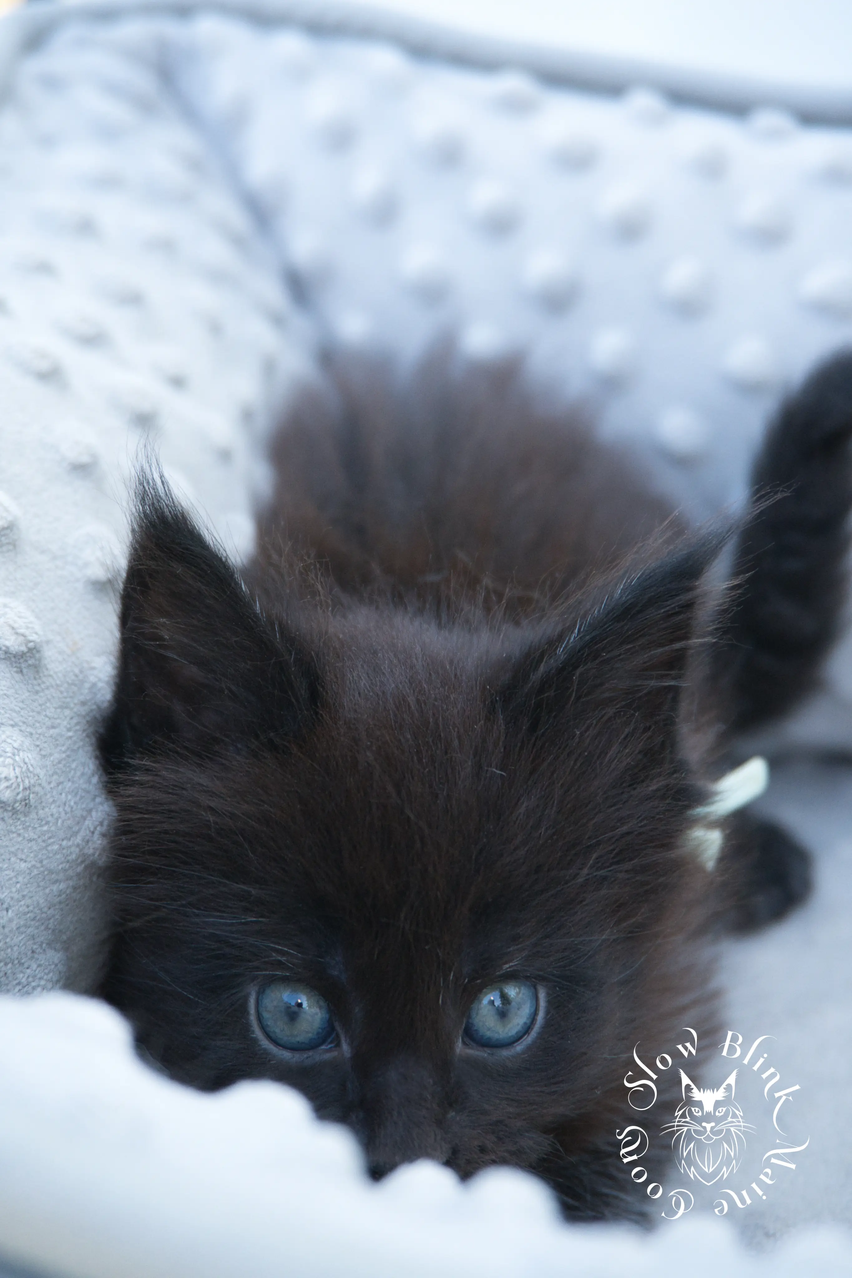 black maine coon kitten | age 6 weeks old | slowblinkmainecoons | ems code n | taken august 2024 Black Maine Coon Kittens > black maine coon kitten | age 6 weeks old | slowblinkmainecoons | ems code n | taken august 2024 | 372047