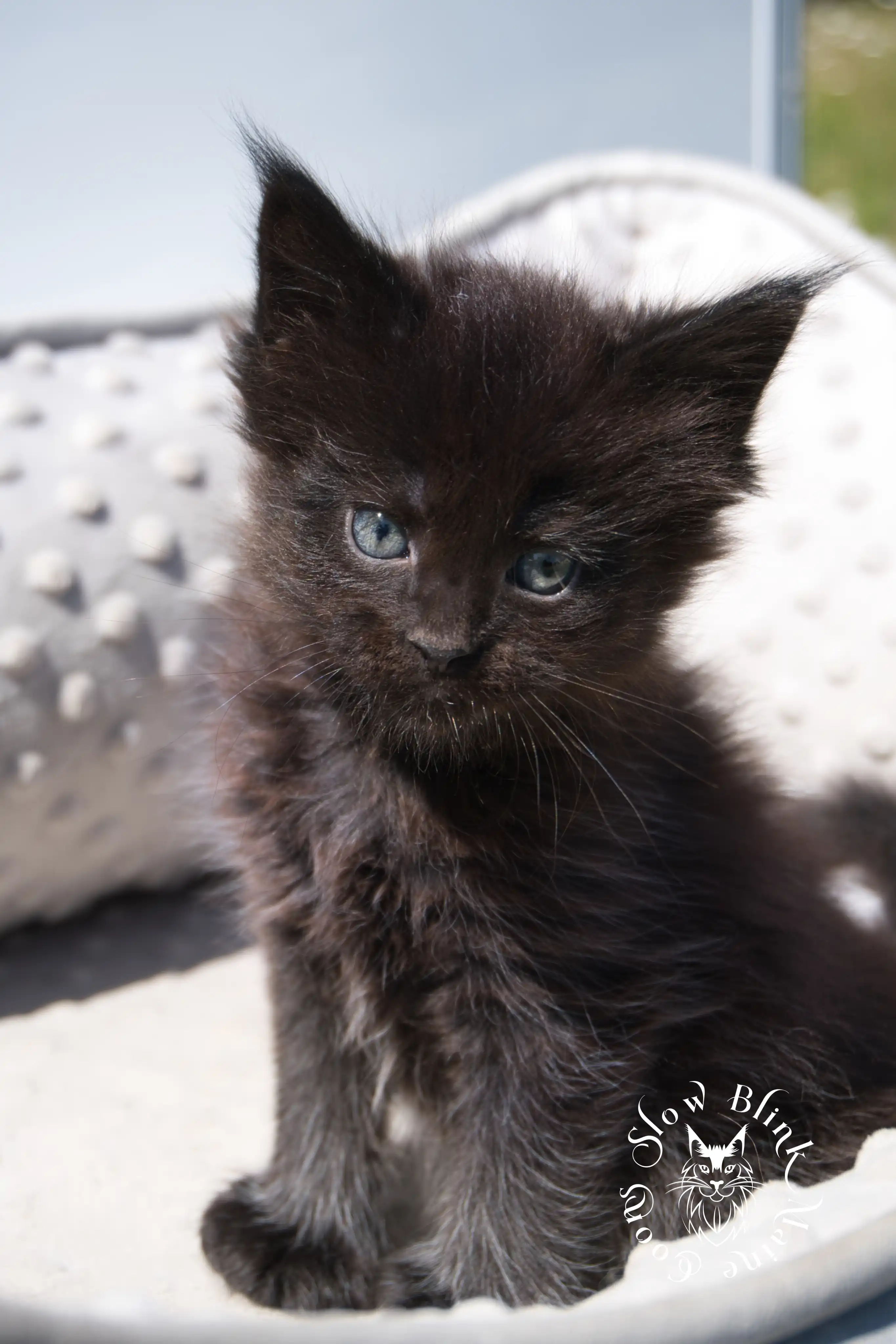 black maine coon kitten | age 6 weeks old | slowblinkmainecoons | ems code n | taken august 2024 Black Maine Coon Kittens > black maine coon kitten | age 6 weeks old | slowblinkmainecoons | ems code n | taken august 2024 | 382048