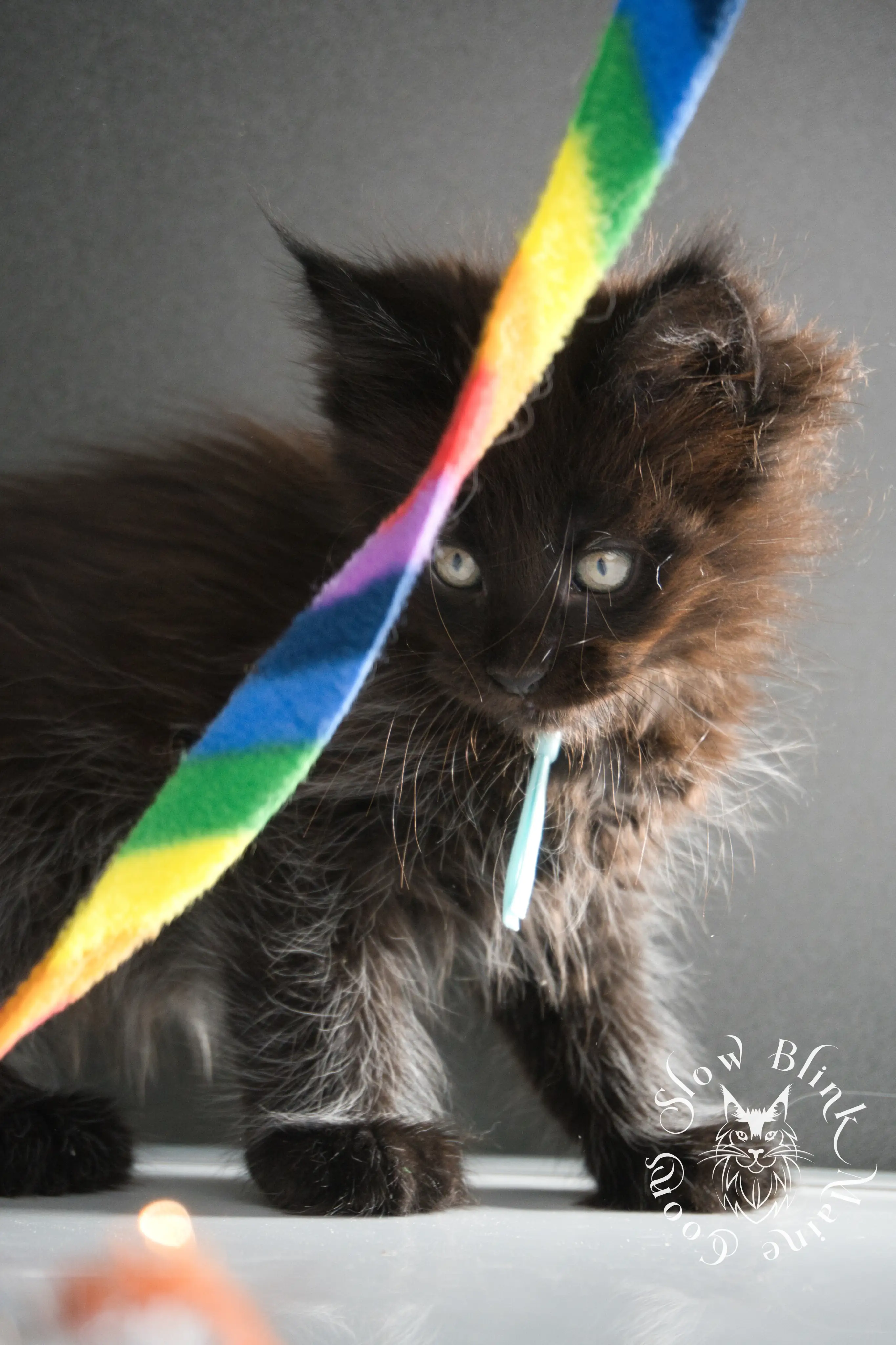 black maine coon kitten | age 8 weeks old | slowblinkmainecoons | ems code n | taken august 2024 Black Maine Coon Kittens > black maine coon kitten | age 8 weeks old | slowblinkmainecoons | ems code n | taken august 2024 | 18