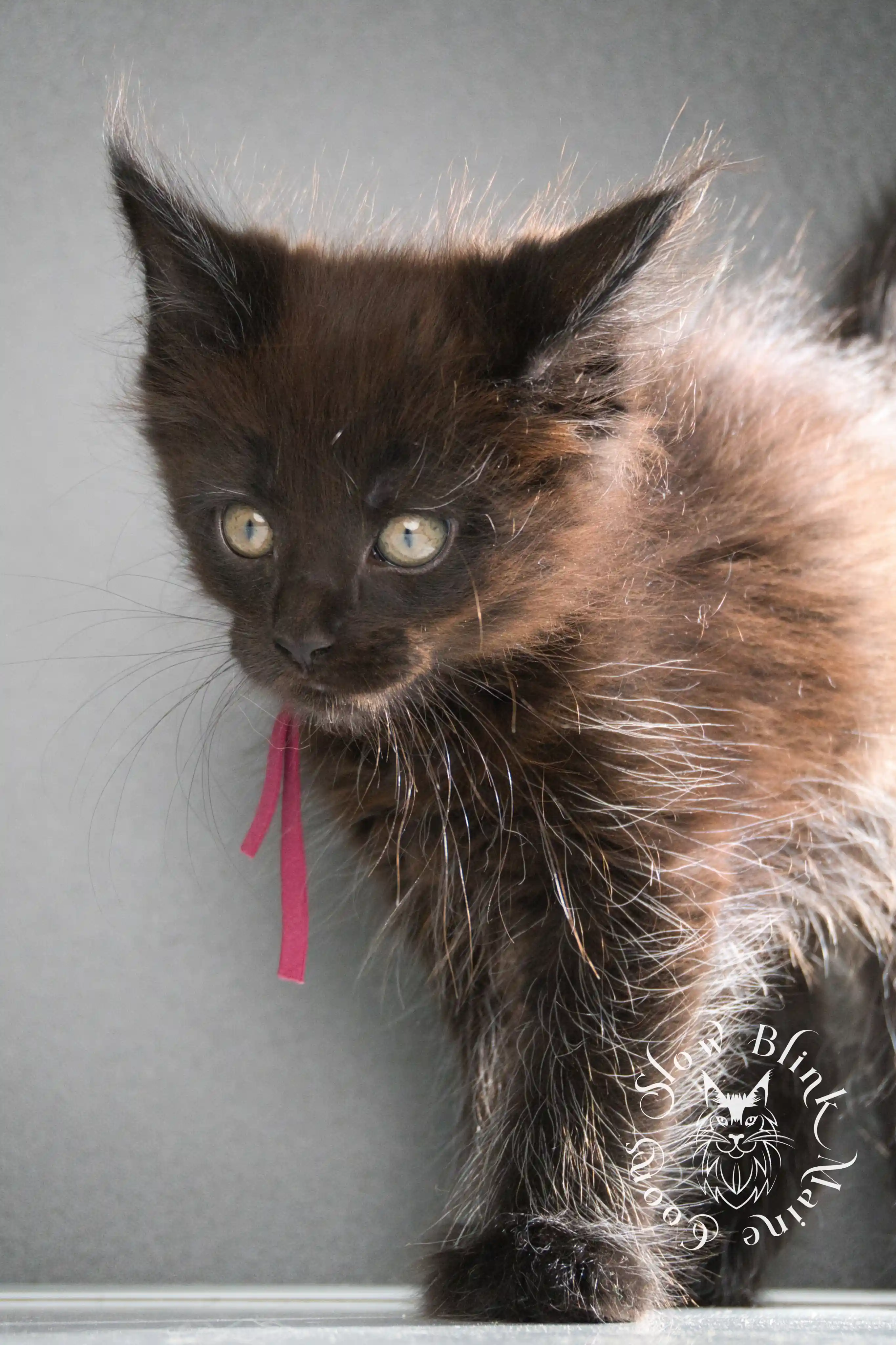 black maine coon kitten | age 8 weeks old | slowblinkmainecoons | ems code n | taken august 2024 Black Maine Coon Kittens > black maine coon kitten | age 8 weeks old | slowblinkmainecoons | ems code n | taken august 2024 | 20