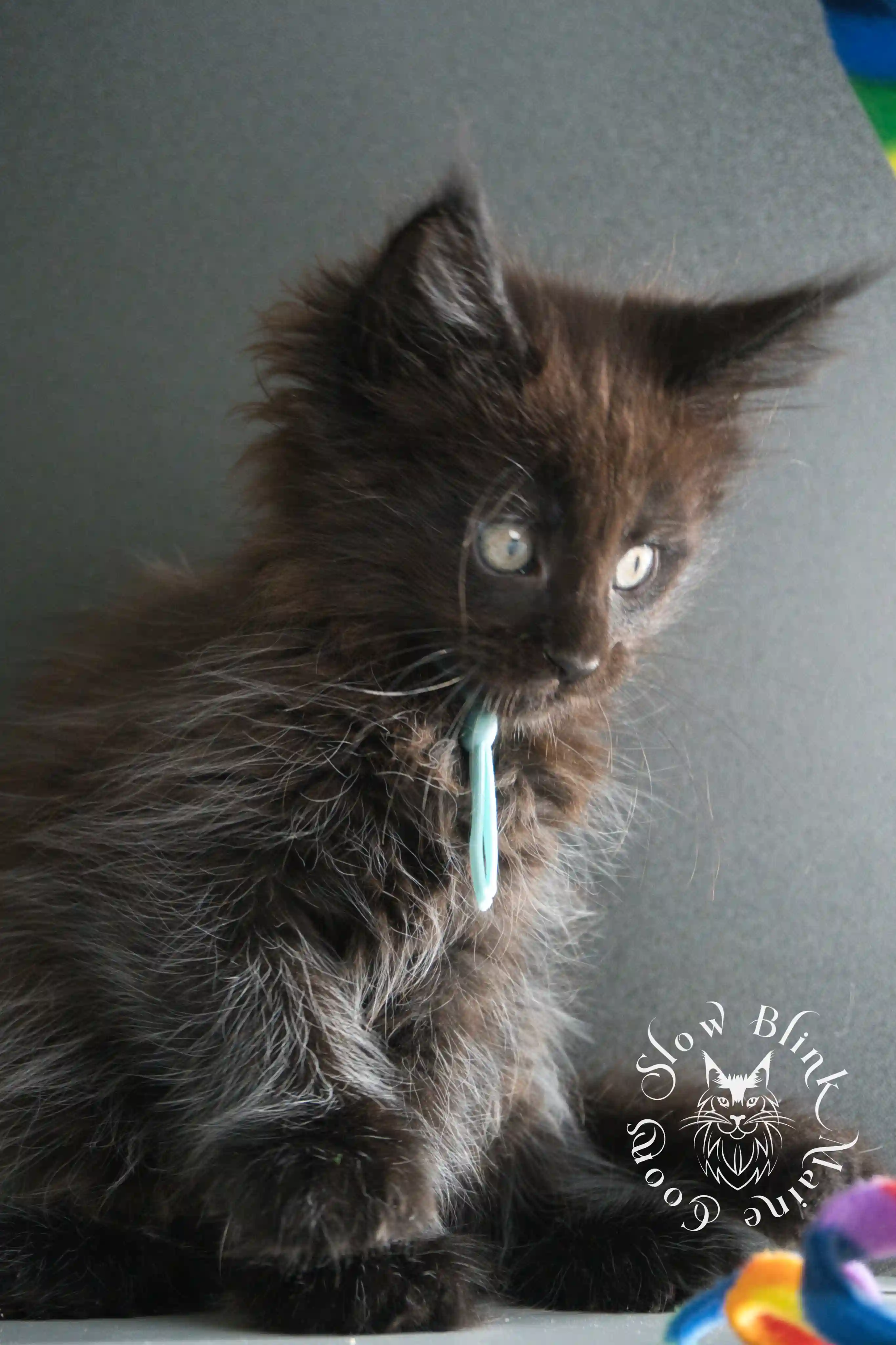 black maine coon kitten | age 8 weeks old | slowblinkmainecoons | ems code n | taken august 2024 Black Maine Coon Kittens > black maine coon kitten | age 8 weeks old | slowblinkmainecoons | ems code n | taken august 2024 | 21