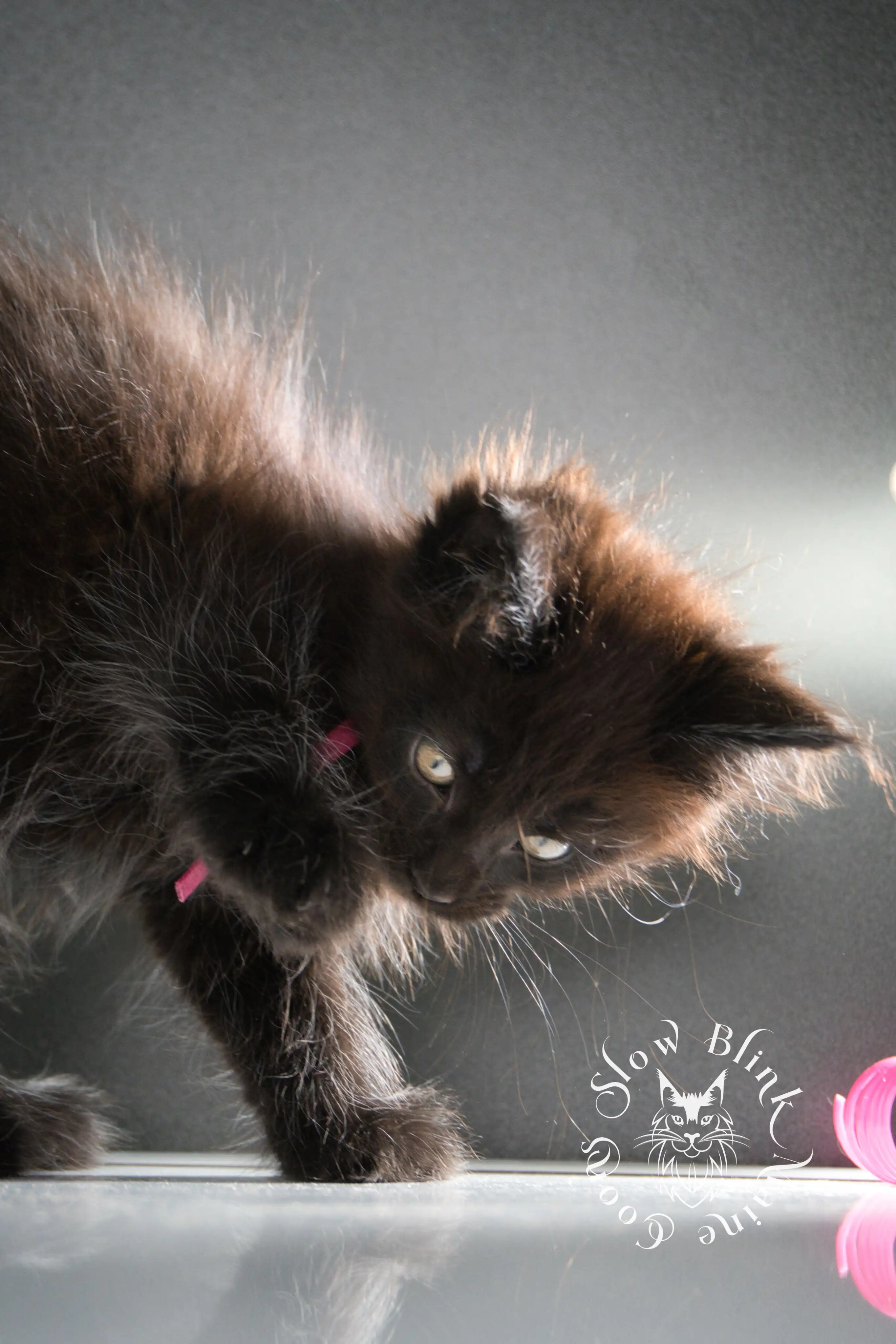 black maine coon kitten | age 8 weeks old | slowblinkmainecoons | ems code n | taken august 2024 Black Maine Coon Kittens > black maine coon kitten | age 8 weeks old | slowblinkmainecoons | ems code n | taken august 2024 | 22