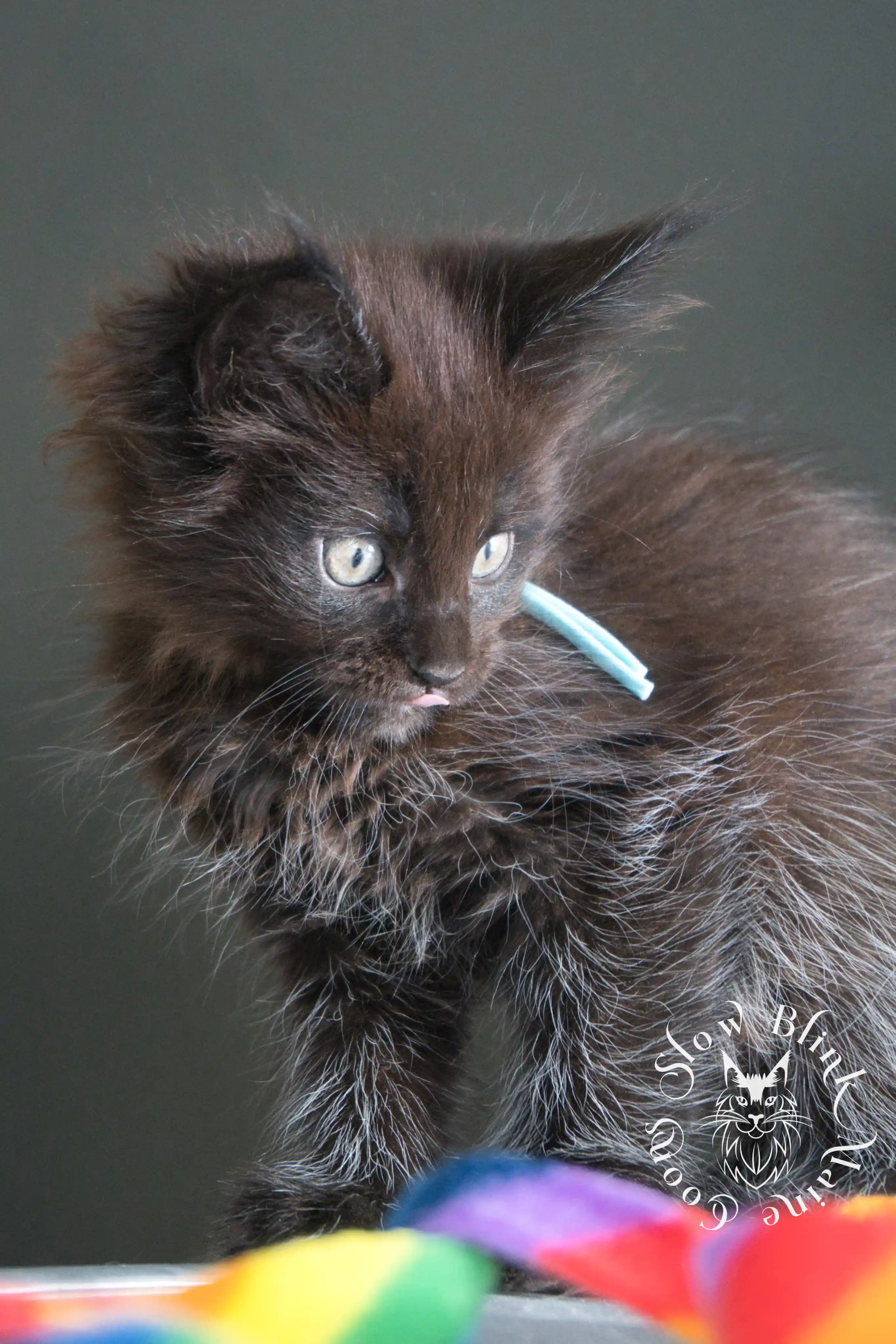black maine coon kitten | age 8 weeks old | slowblinkmainecoons | ems code n | taken august 2024 Black Maine Coon Kittens > black maine coon kitten | age 8 weeks old | slowblinkmainecoons | ems code n | taken august 2024 | 24