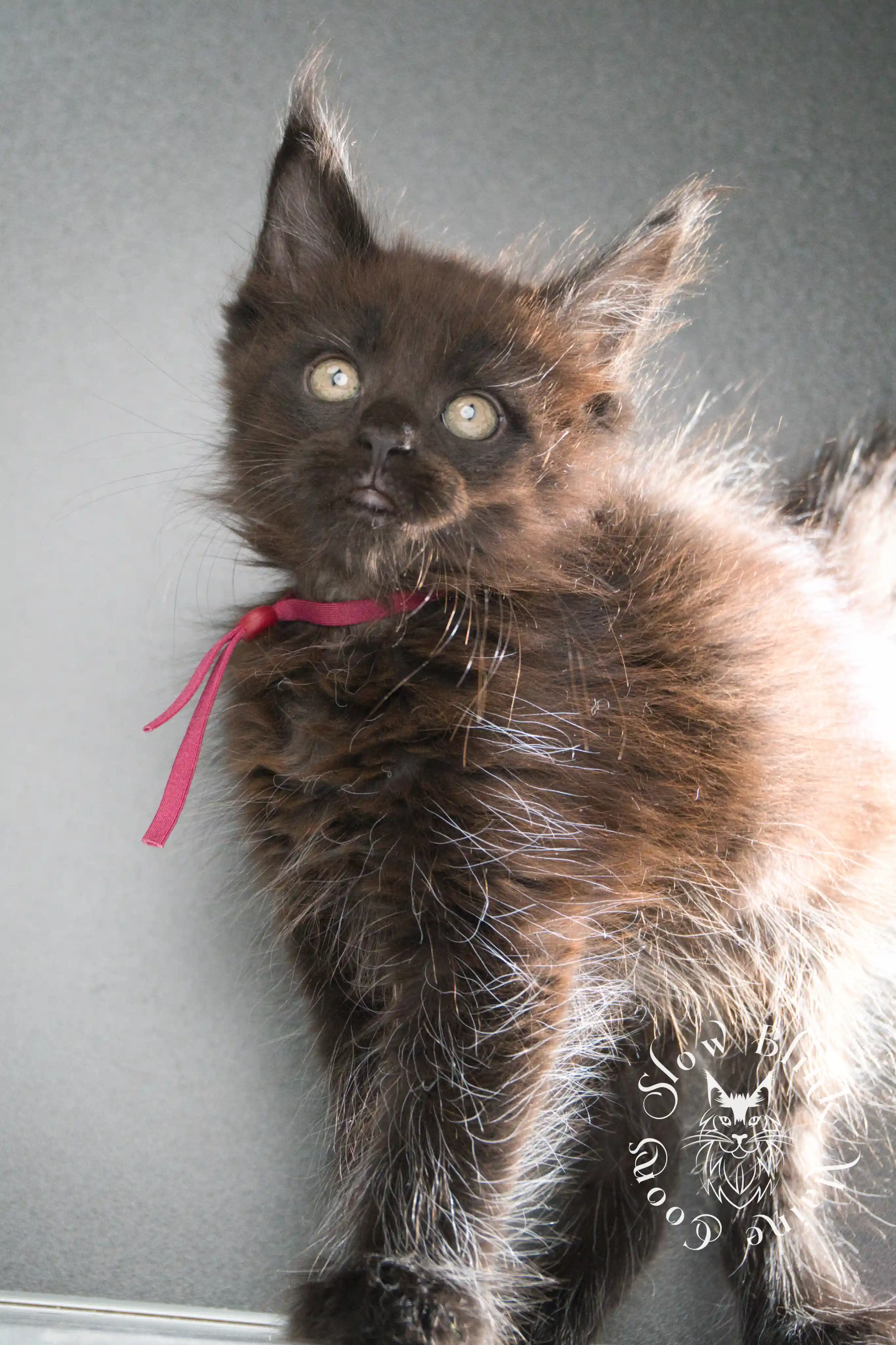 black maine coon kitten | age 8 weeks old | slowblinkmainecoons | ems code n | taken august 2024 Black Maine Coon Kittens > black maine coon kitten | age 8 weeks old | slowblinkmainecoons | ems code n | taken august 2024 | 25