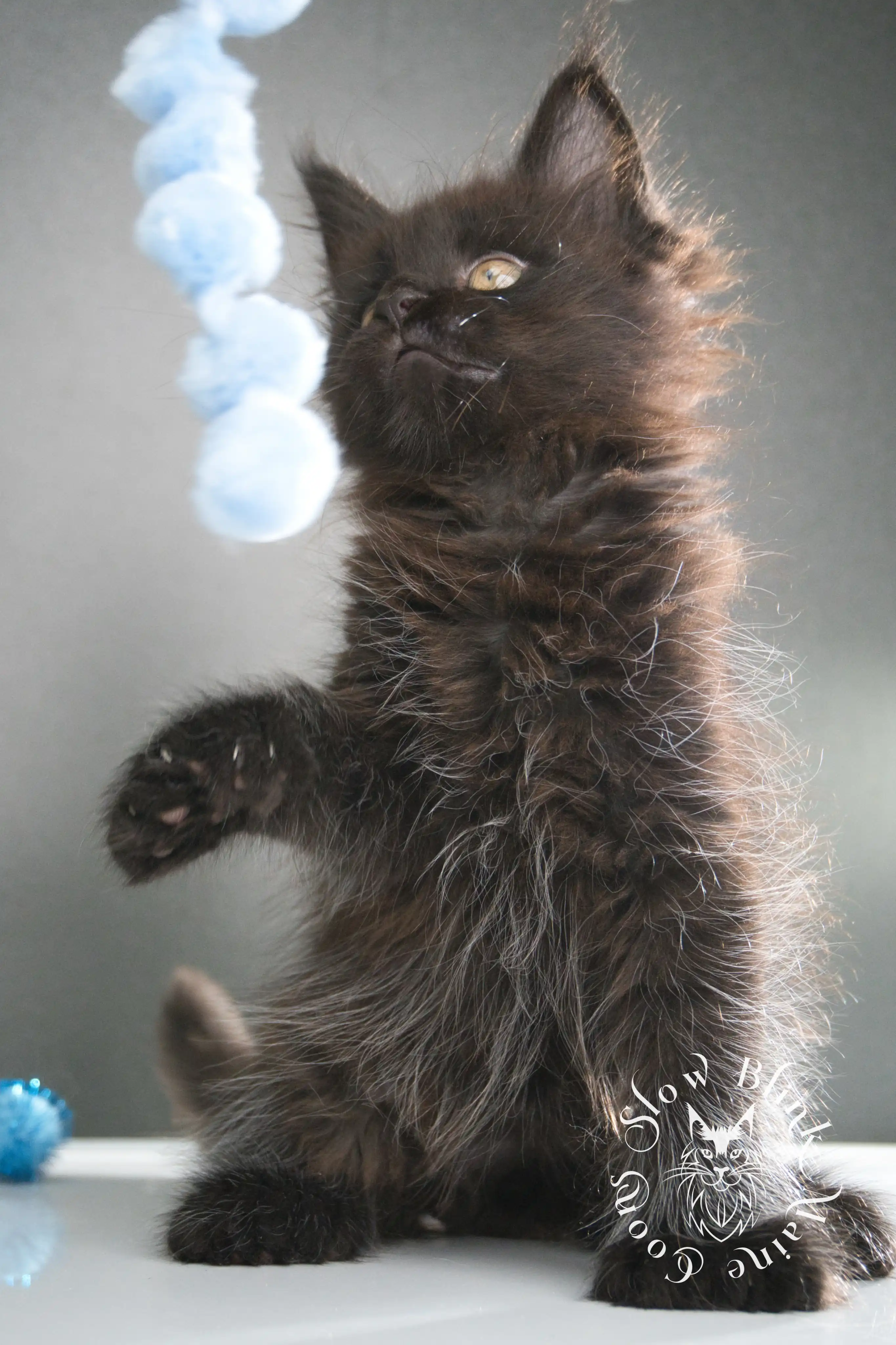 black maine coon kitten | age 8 weeks old | slowblinkmainecoons | ems code n | taken august 2024 Black Maine Coon Kittens > black maine coon kitten | age 8 weeks old | slowblinkmainecoons | ems code n | taken august 2024 | 26