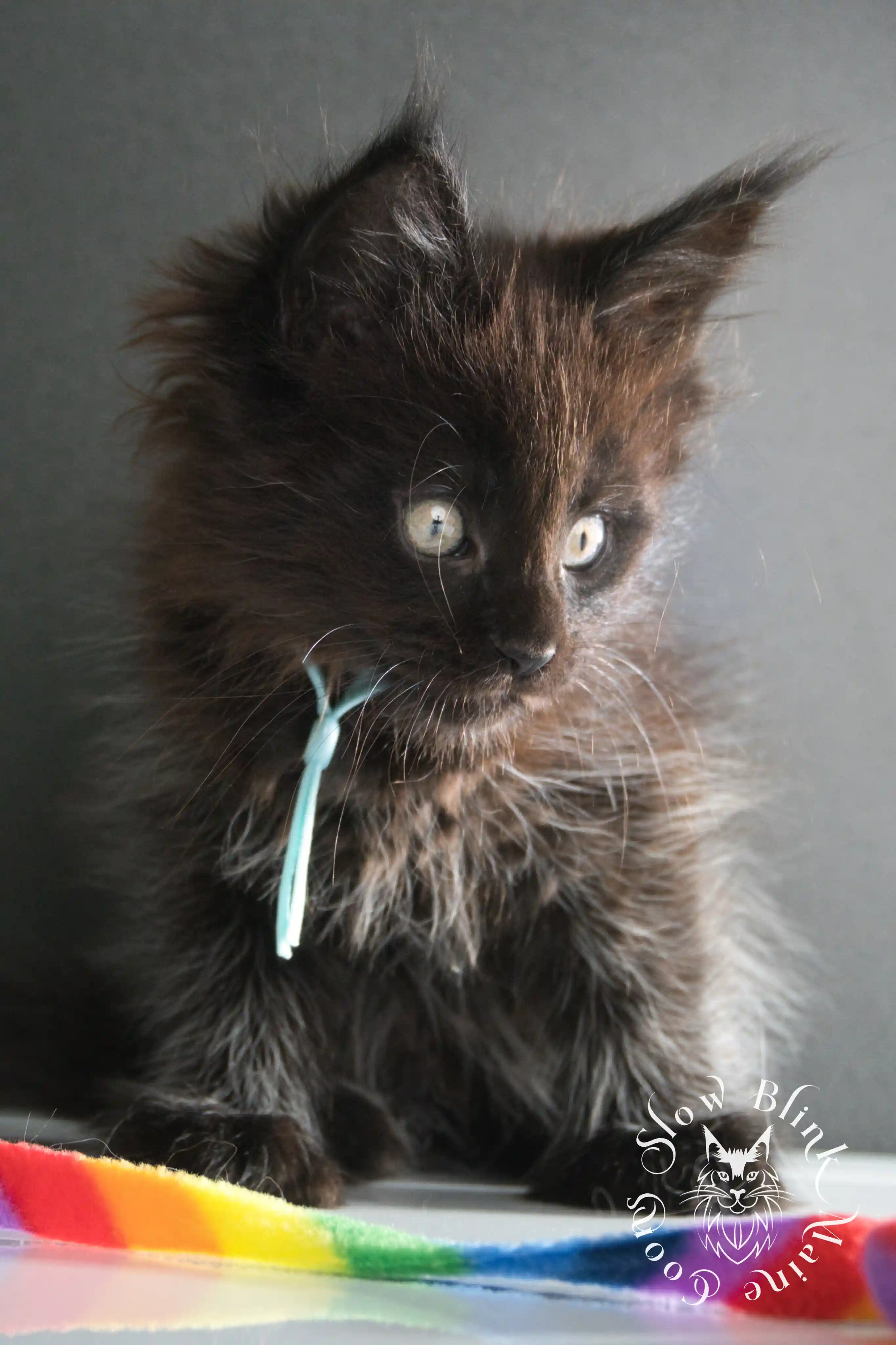 black maine coon kitten | age 8 weeks old | slowblinkmainecoons | ems code n | taken august 2024 Black Maine Coon Kittens > black maine coon kitten | age 8 weeks old | slowblinkmainecoons | ems code n | taken august 2024 | 27