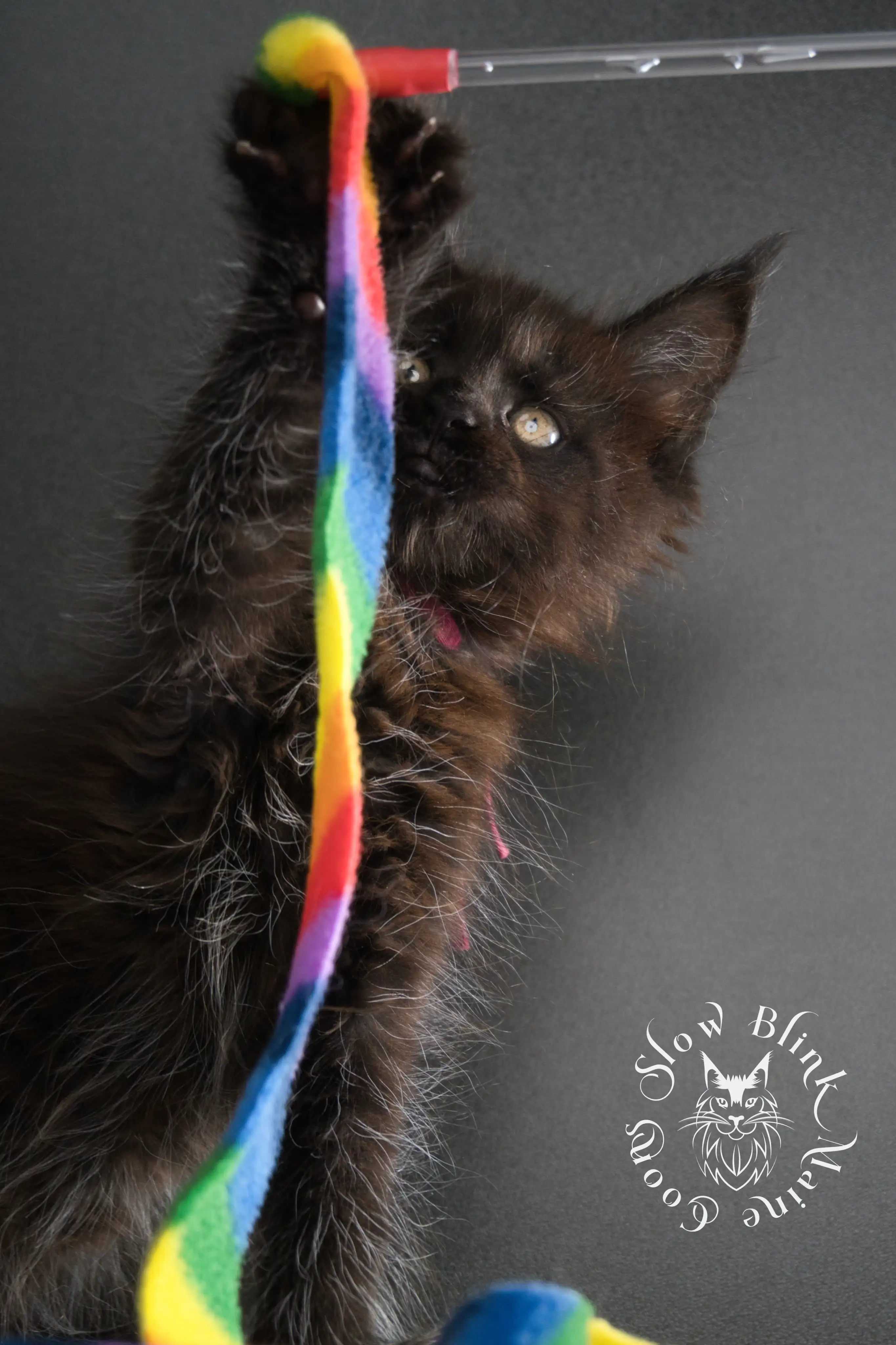 black maine coon kitten | age 8 weeks old | slowblinkmainecoons | ems code n | taken august 2024 Black Maine Coon Kittens > black maine coon kitten | age 8 weeks old | slowblinkmainecoons | ems code n | taken august 2024 | 28