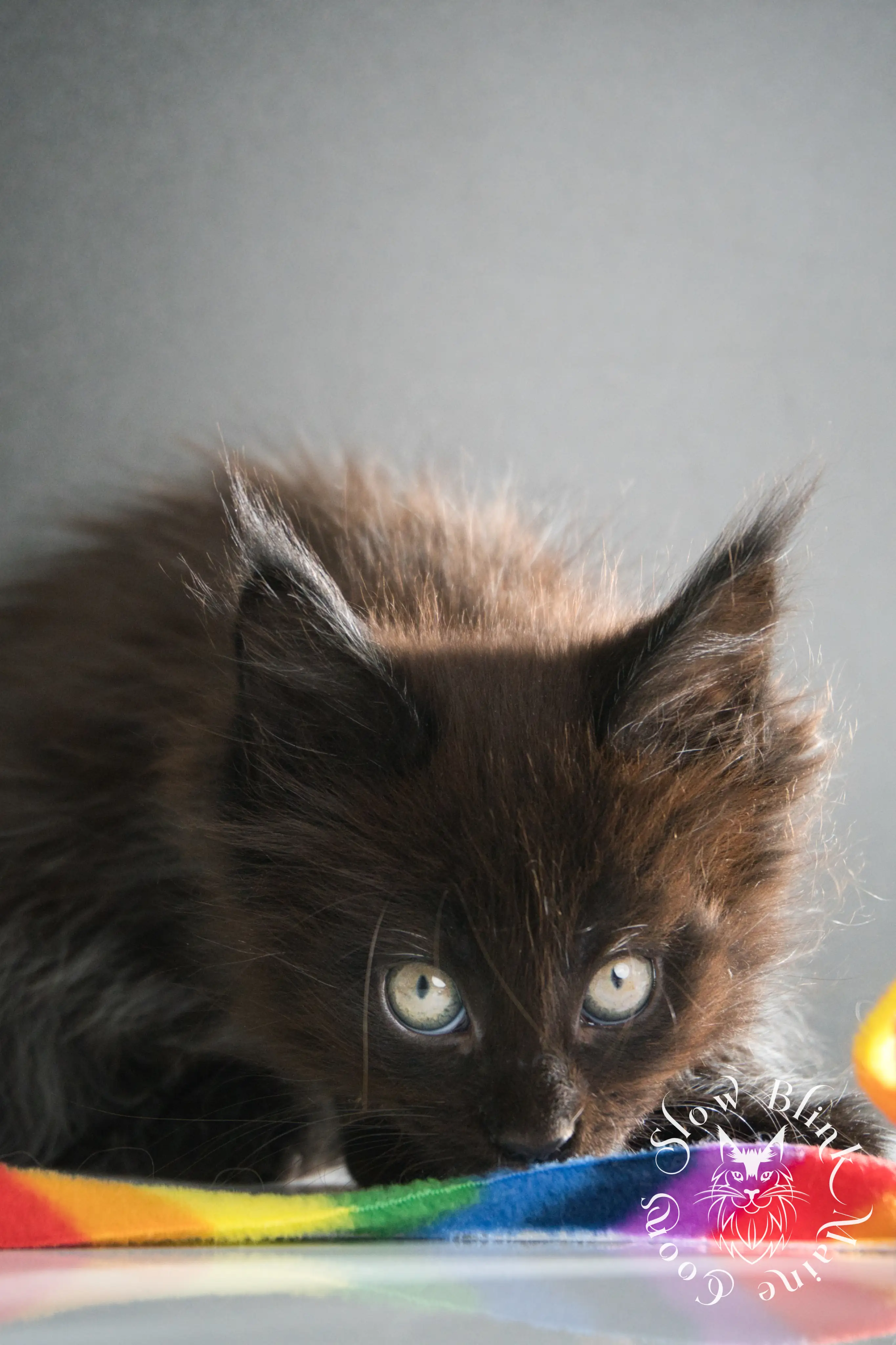black maine coon kitten | age 8 weeks old | slowblinkmainecoons | ems code n | taken august 2024 Black Maine Coon Kittens > black maine coon kitten | age 8 weeks old | slowblinkmainecoons | ems code n | taken august 2024 | 29