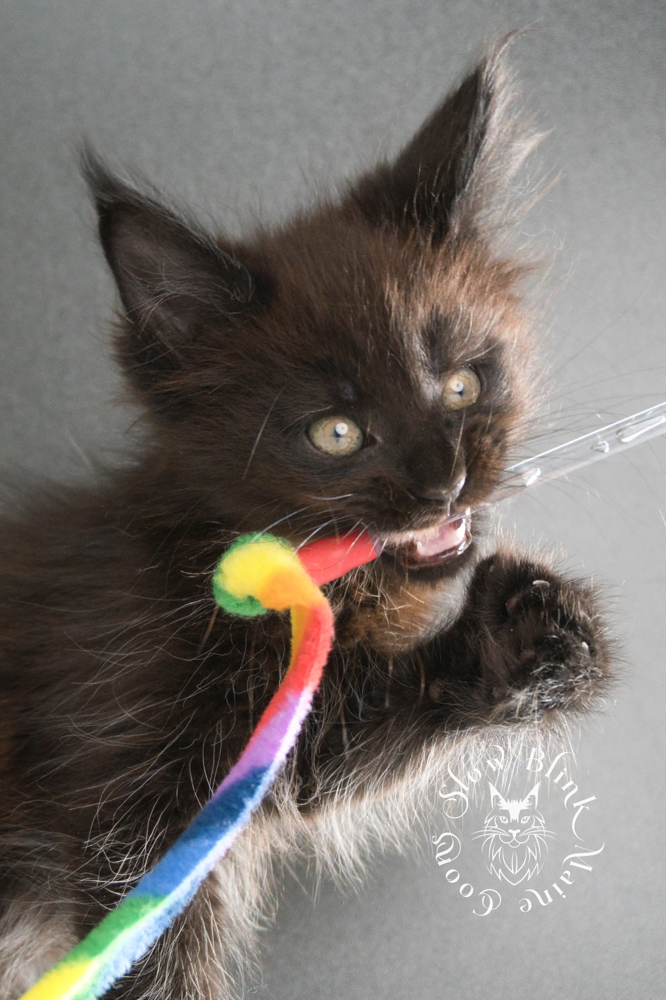 black maine coon kitten | age 8 weeks old | slowblinkmainecoons | ems code n | taken august 2024 Black Maine Coon Kittens > black maine coon kitten | age 8 weeks old | slowblinkmainecoons | ems code n | taken august 2024 | 30