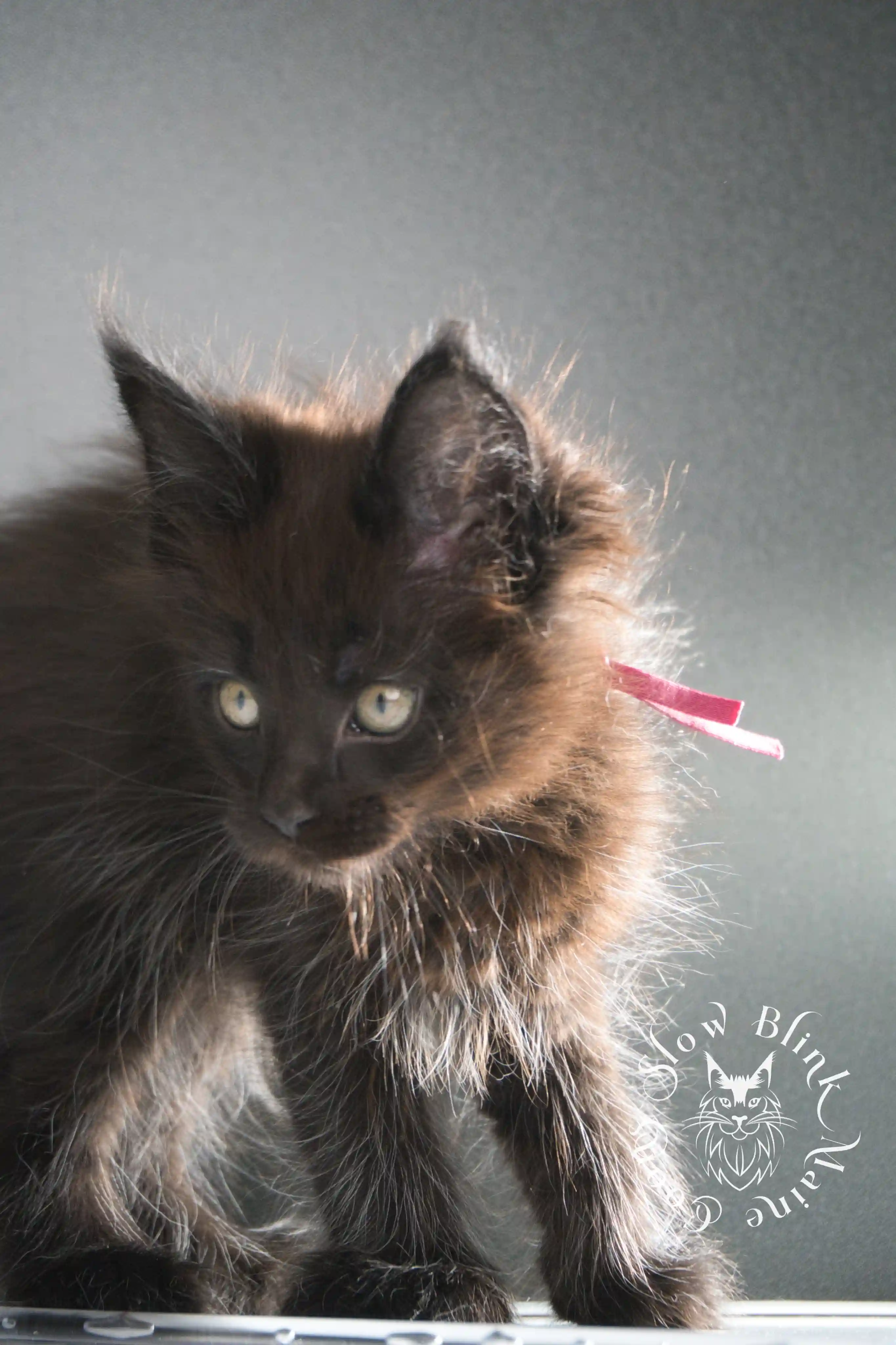 black maine coon kitten | age 8 weeks old | slowblinkmainecoons | ems code n | taken august 2024 Black Maine Coon Kittens > black maine coon kitten | age 8 weeks old | slowblinkmainecoons | ems code n | taken august 2024 | 31