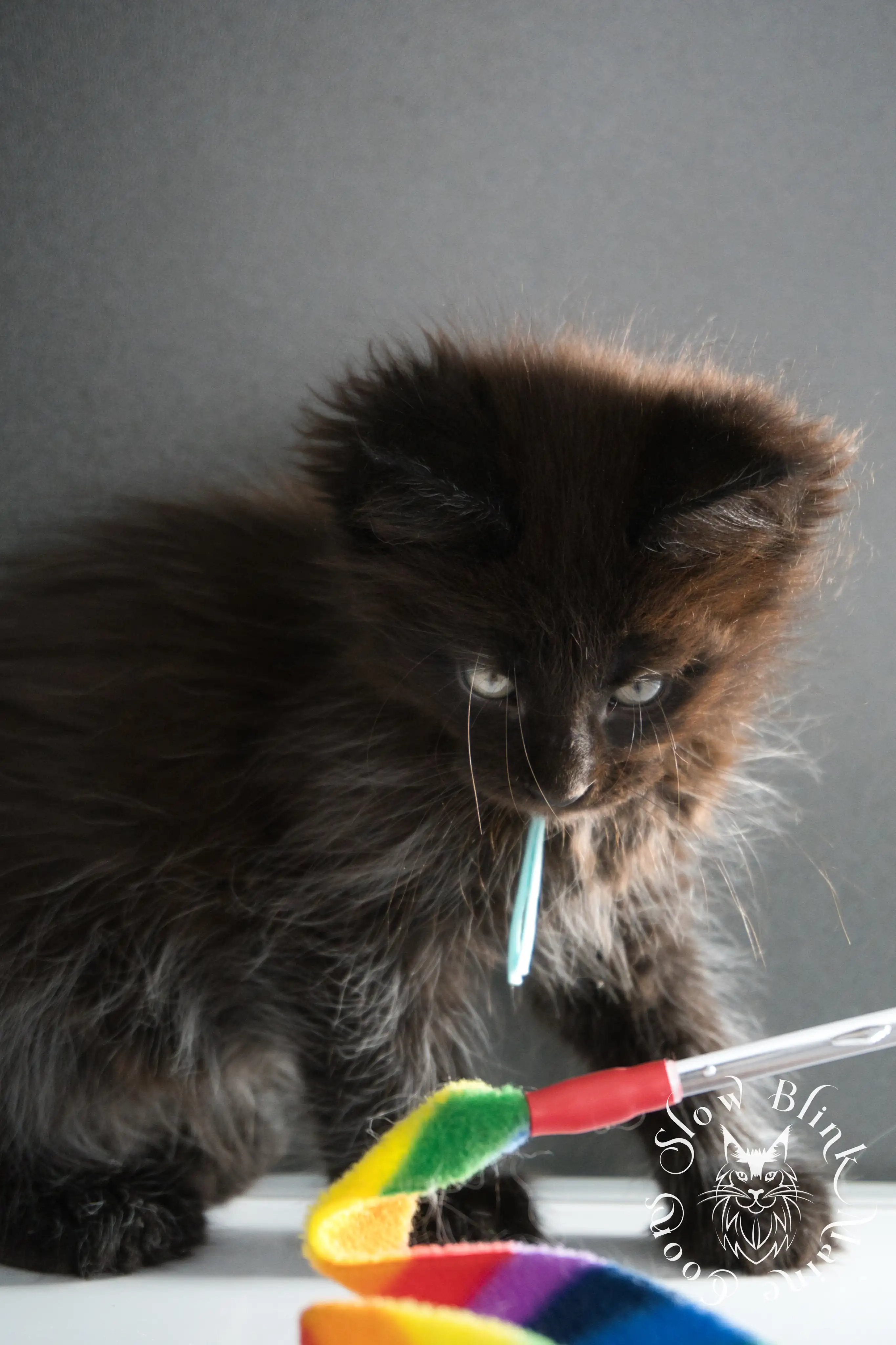 black maine coon kitten | age 8 weeks old | slowblinkmainecoons | ems code n | taken august 2024 Black Maine Coon Kittens > black maine coon kitten | age 8 weeks old | slowblinkmainecoons | ems code n | taken august 2024 | 32