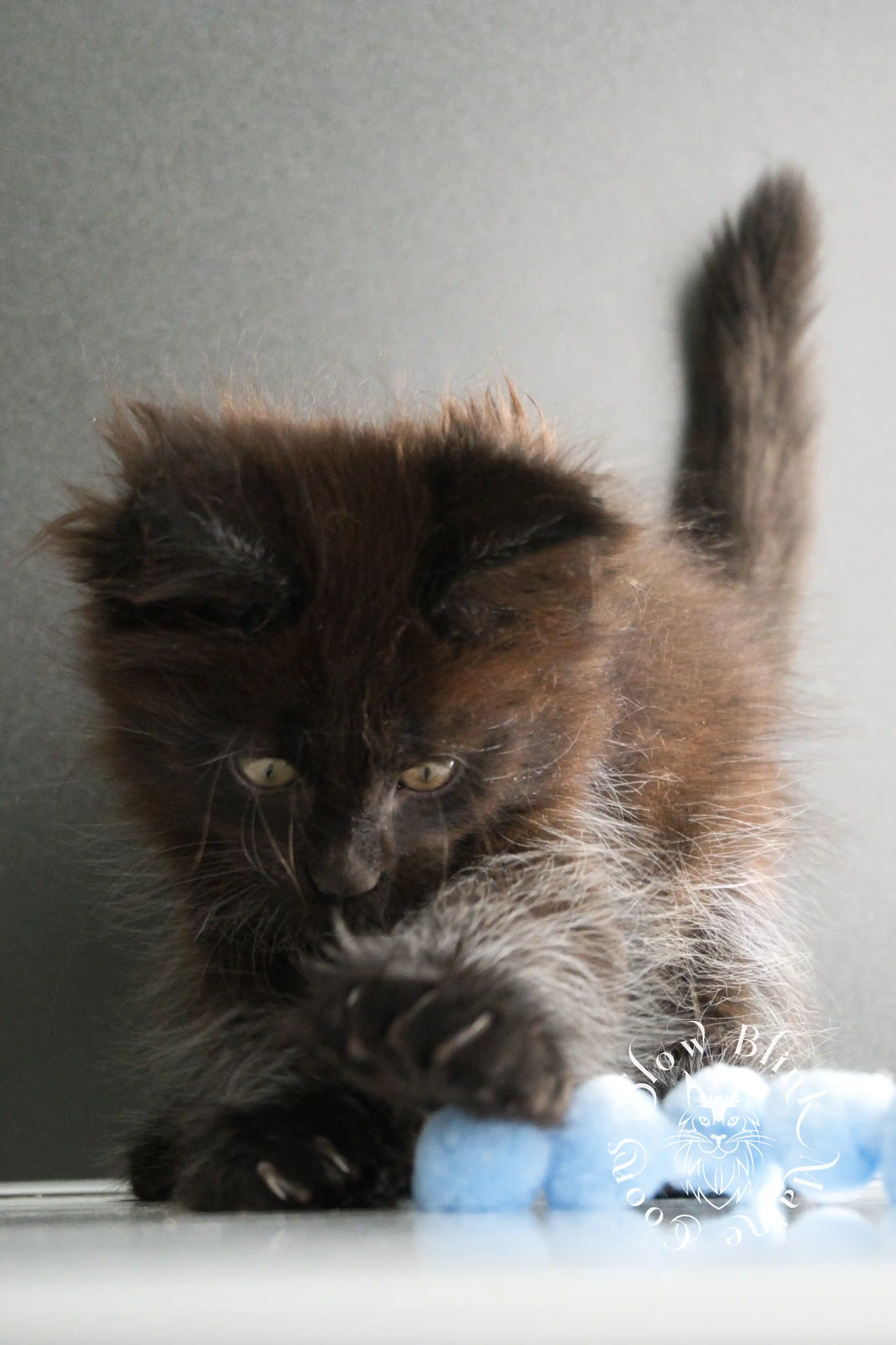black maine coon kitten | age 8 weeks old | slowblinkmainecoons | ems code n | taken august 2024 Black Maine Coon Kittens > black maine coon kitten | age 8 weeks old | slowblinkmainecoons | ems code n | taken august 2024 | 33