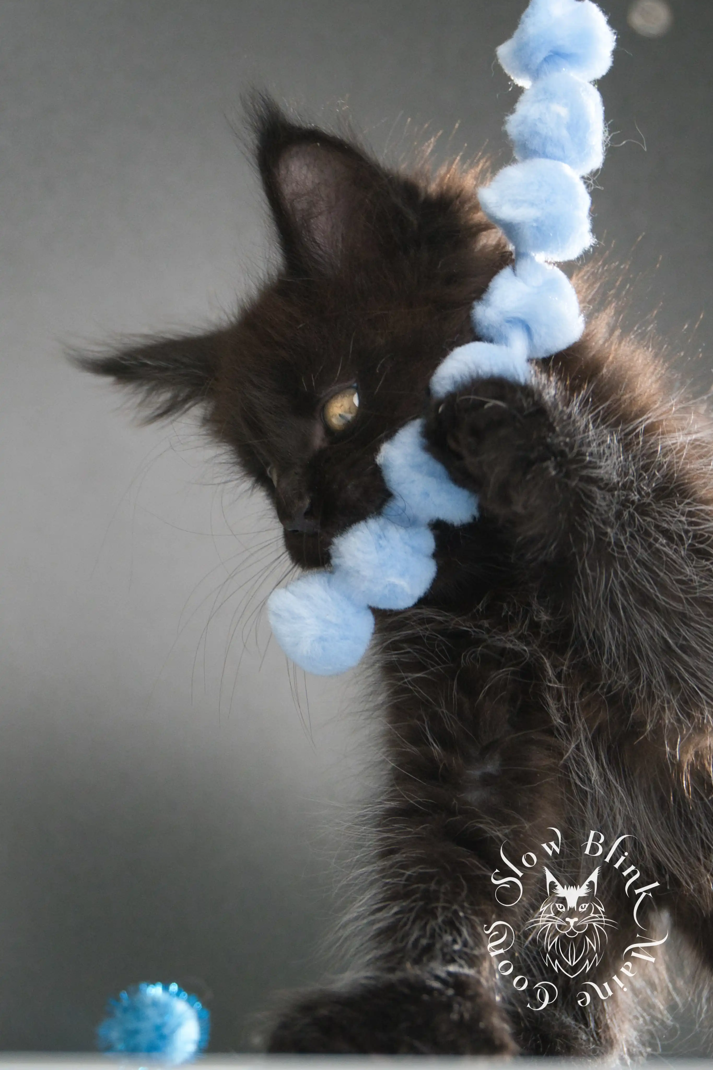 black maine coon kitten | age 8 weeks old | slowblinkmainecoons | ems code n | taken august 2024 Black Maine Coon Kittens > black maine coon kitten | age 8 weeks old | slowblinkmainecoons | ems code n | taken august 2024 | 34