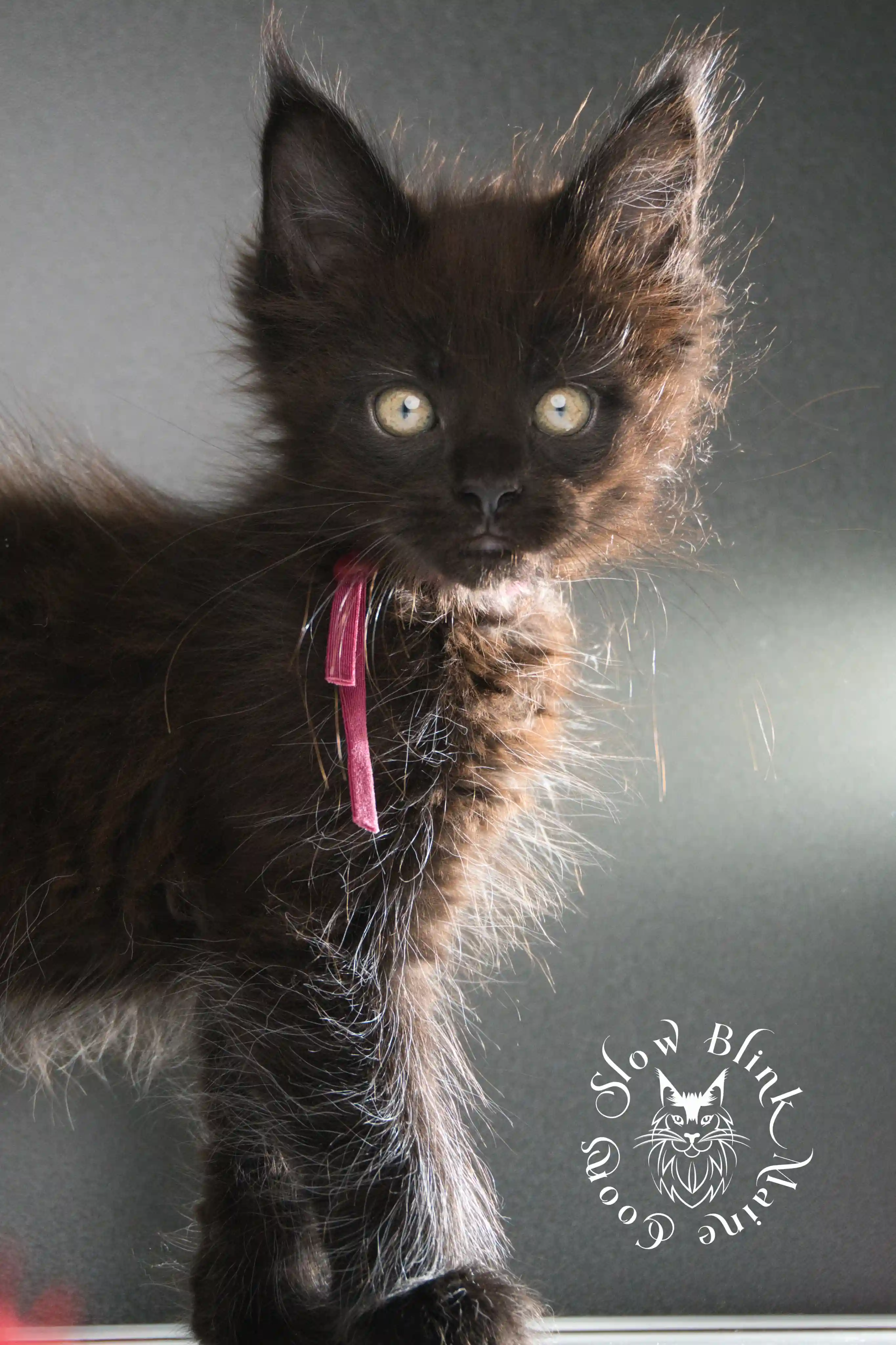 black maine coon kitten | age 8 weeks old | slowblinkmainecoons | ems code n | taken august 2024 Black Maine Coon Kittens > black maine coon kitten | age 8 weeks old | slowblinkmainecoons | ems code n | taken august 2024 | 35