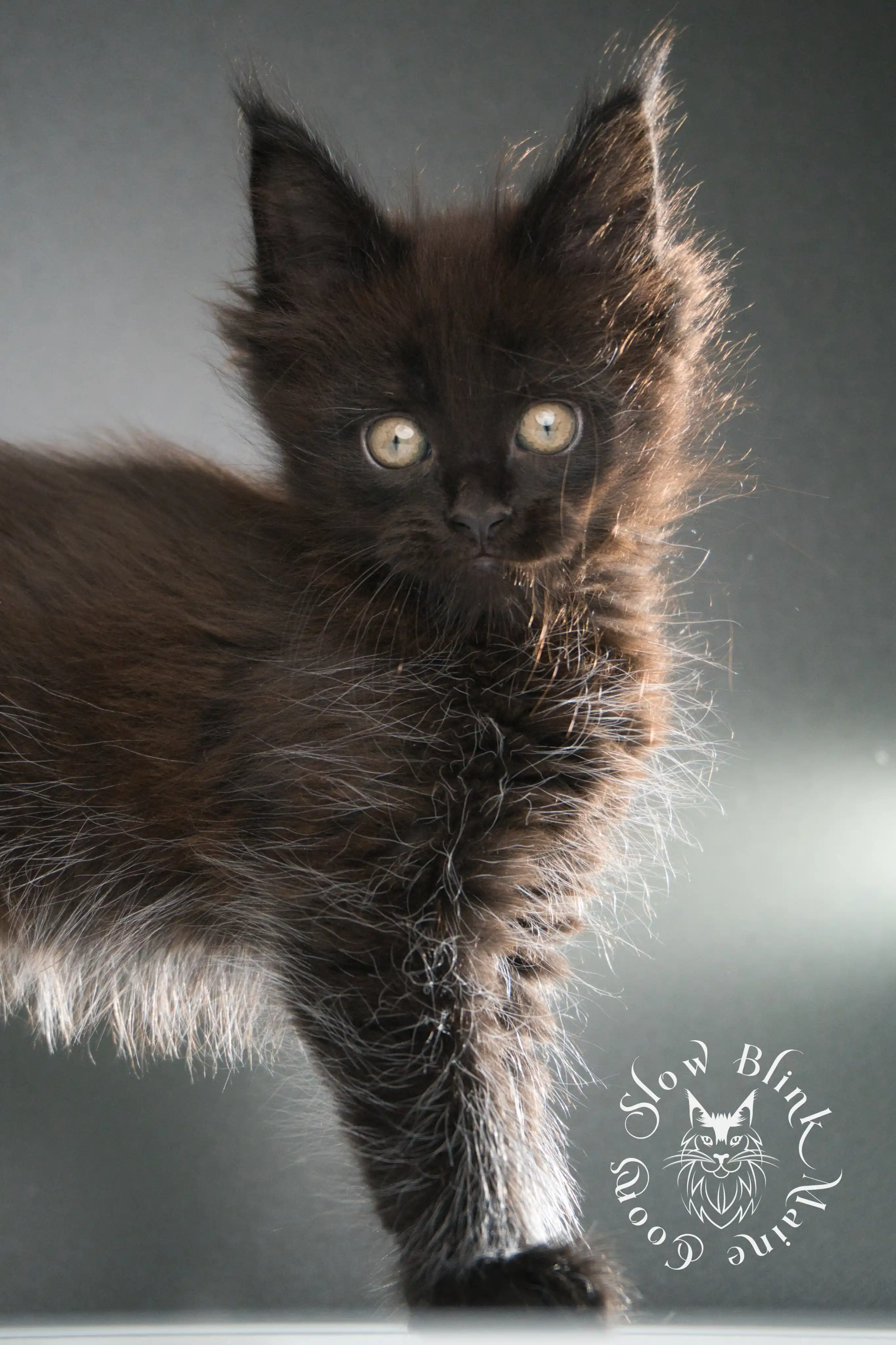 black maine coon kitten | age 8 weeks old | slowblinkmainecoons | ems code n | taken august 2024 Black Maine Coon Kittens > black maine coon kitten | age 8 weeks old | slowblinkmainecoons | ems code n | taken august 2024 | 36