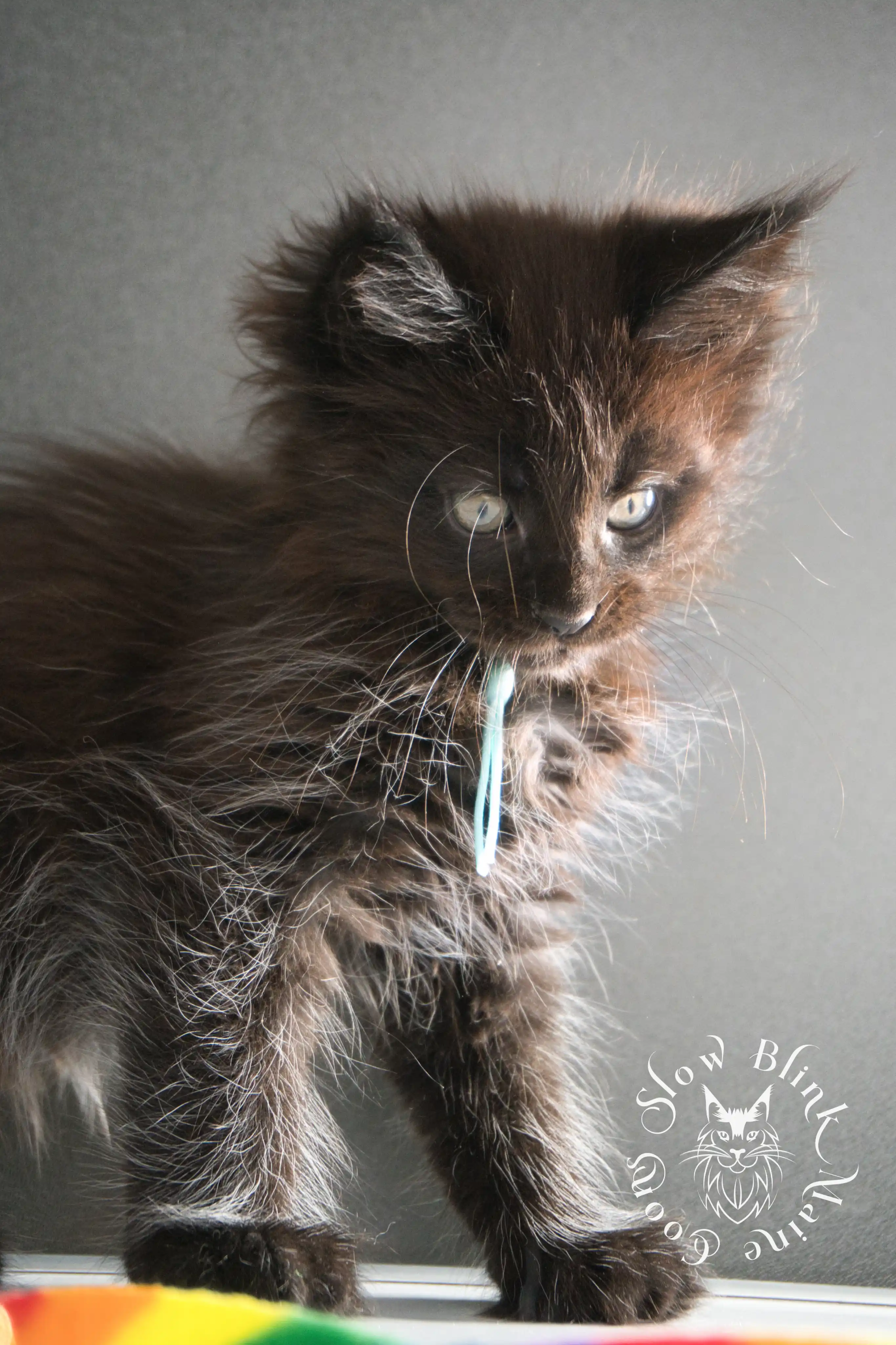 black maine coon kitten | age 8 weeks old | slowblinkmainecoons | ems code n | taken august 2024 Black Maine Coon Kittens > black maine coon kitten | age 8 weeks old | slowblinkmainecoons | ems code n | taken august 2024 | 37