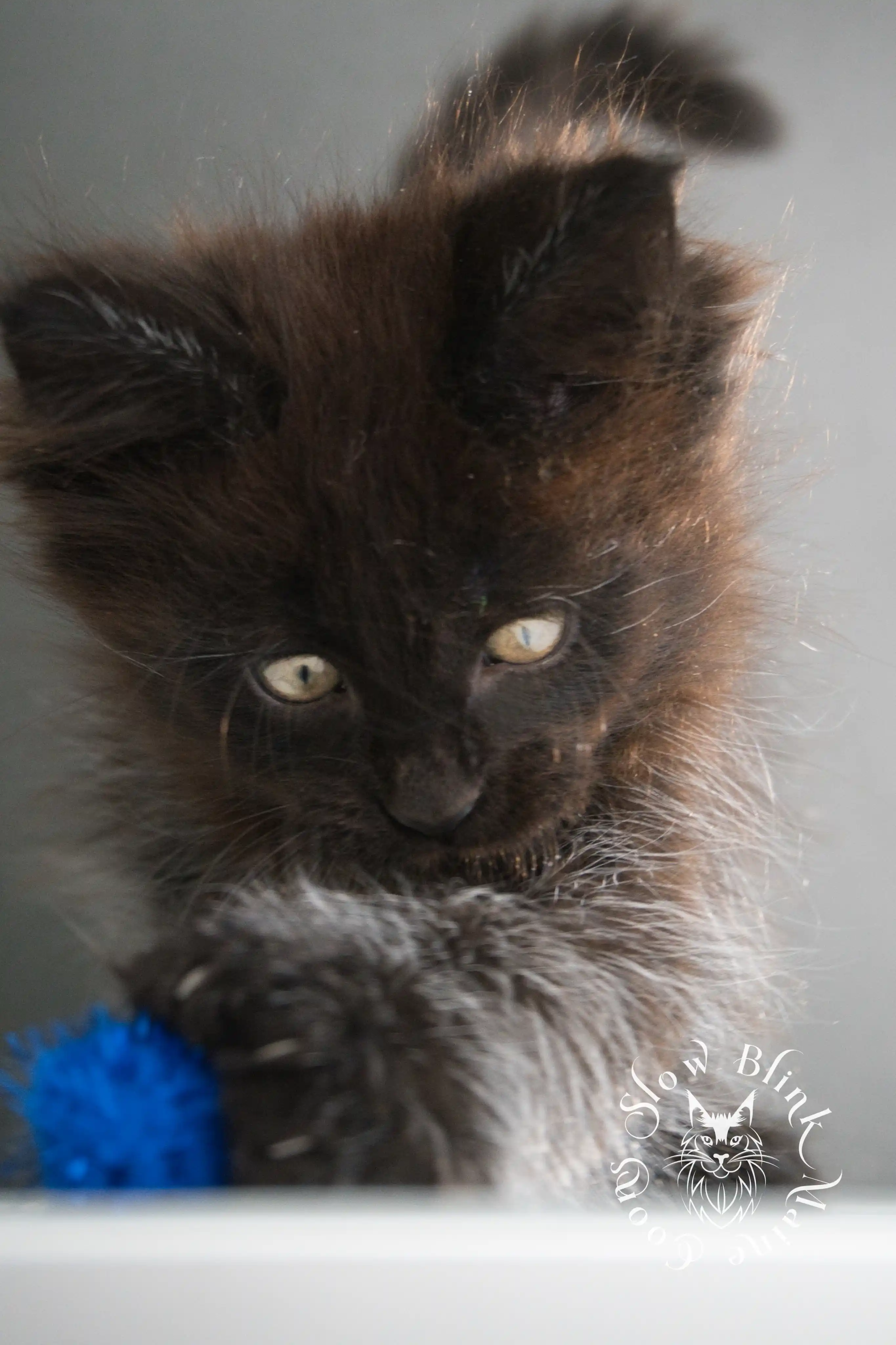 black maine coon kitten | age 8 weeks old | slowblinkmainecoons | ems code n | taken august 2024 Black Maine Coon Kittens > black maine coon kitten | age 8 weeks old | slowblinkmainecoons | ems code n | taken august 2024 | 38