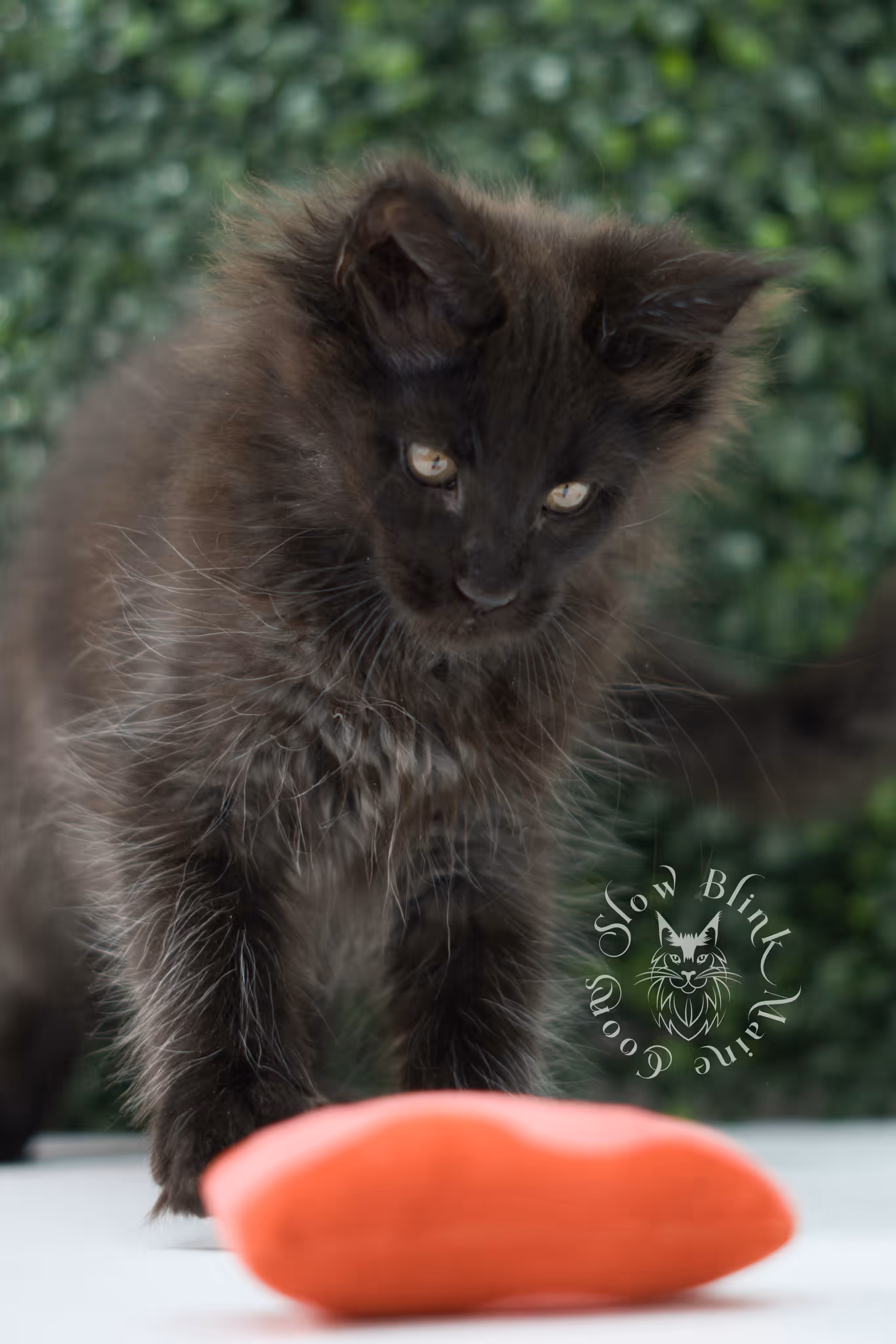 black maine coon kitten male ems code mco n age 6 weeks old taken jun 4 2026 SlowBlink Maine Coons Photo > black maine coon kitten male ems code mco n age 6 weeks old taken jun 4 2026