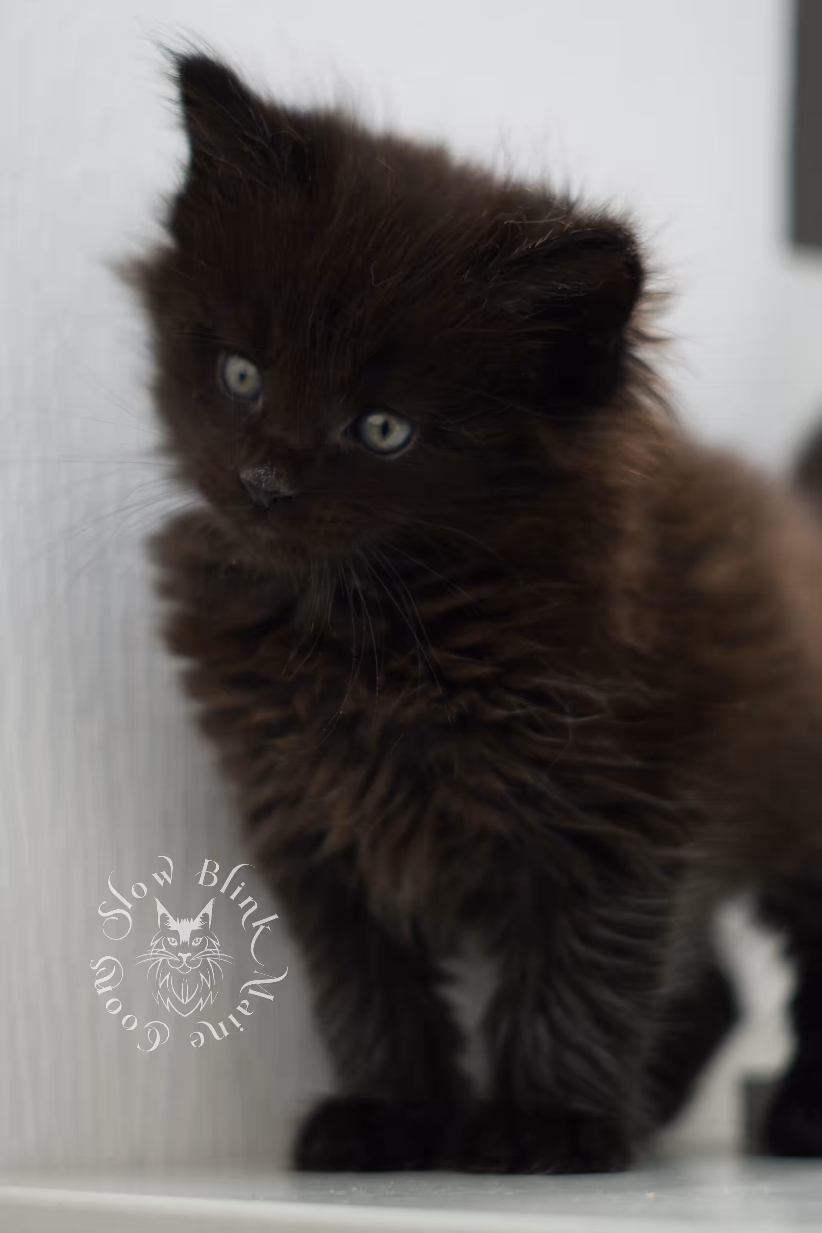black maine coon kitten male ems code mco n age 6 weeks old taken jun 4 2026 SlowBlink Maine Coons Photo > black maine coon kitten male ems code mco n age 6 weeks old taken jun 4 2026