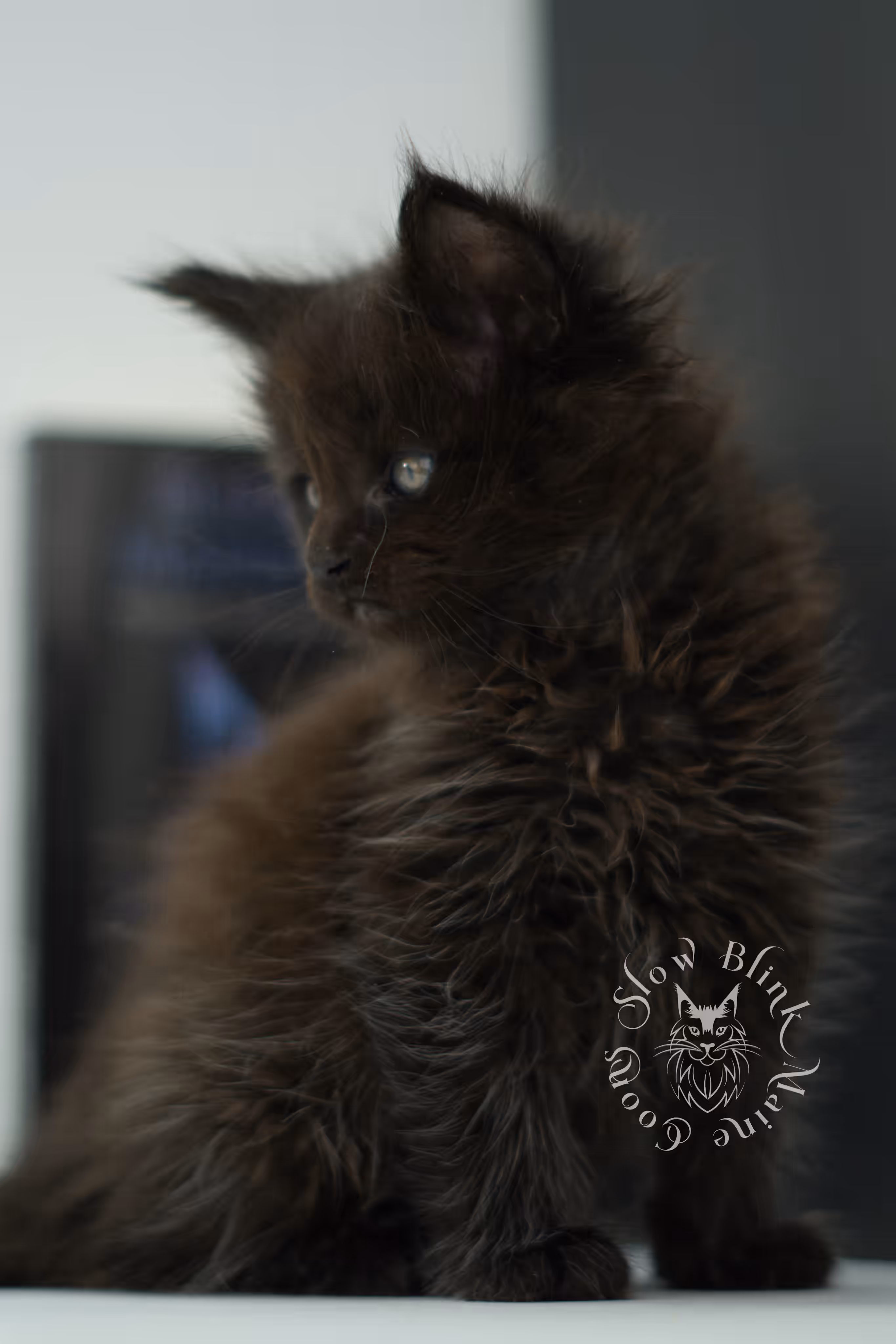black maine coon kitten male ems code mco n age 6 weeks old taken jun 4 2026 SlowBlink Maine Coons Photo > black maine coon kitten male ems code mco n age 6 weeks old taken jun 4 2026