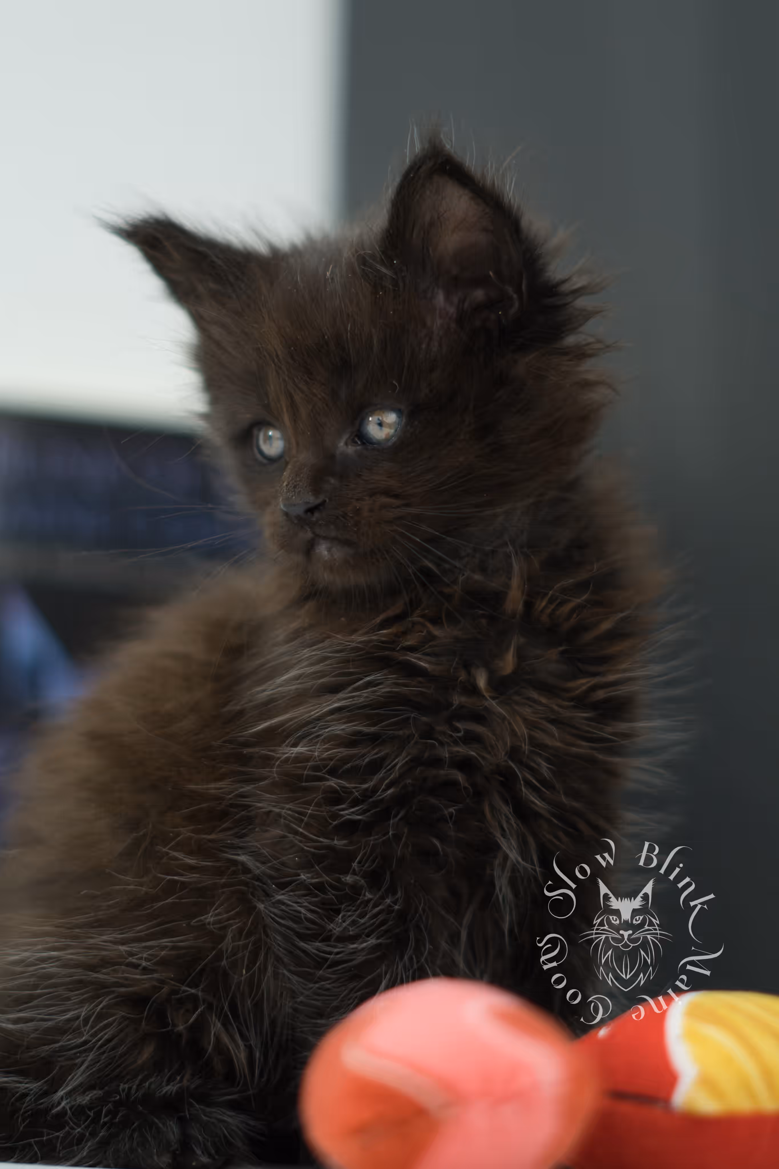 black maine coon kitten male ems code mco n age 6 weeks old taken jun 4 2026 SlowBlink Maine Coons Photo > black maine coon kitten male ems code mco n age 6 weeks old taken jun 4 2026
