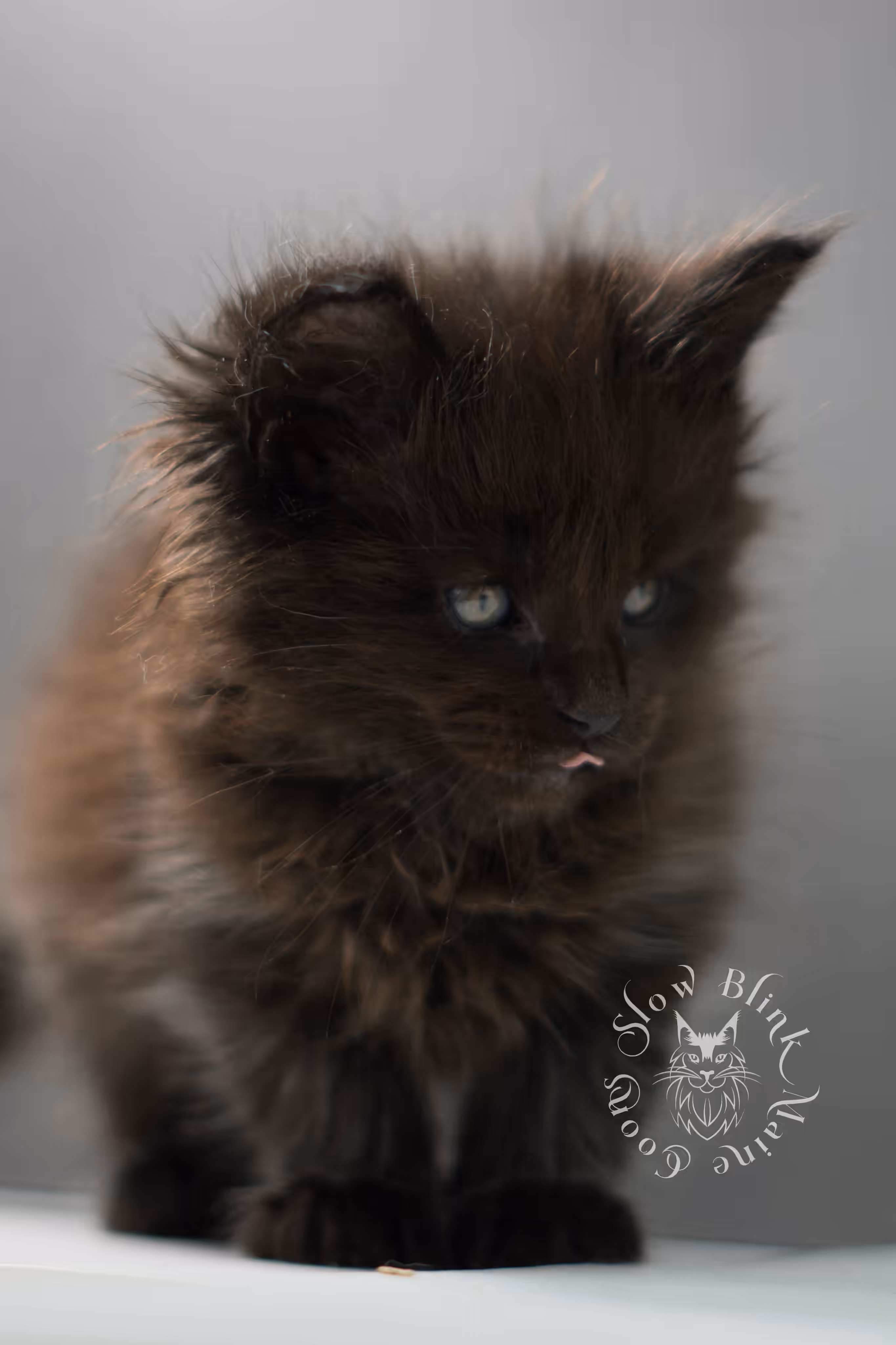 black maine coon kitten male ems code mco n age 6 weeks old taken jun 4 2026 SlowBlink Maine Coons Photo > black maine coon kitten male ems code mco n age 6 weeks old taken jun 4 2026