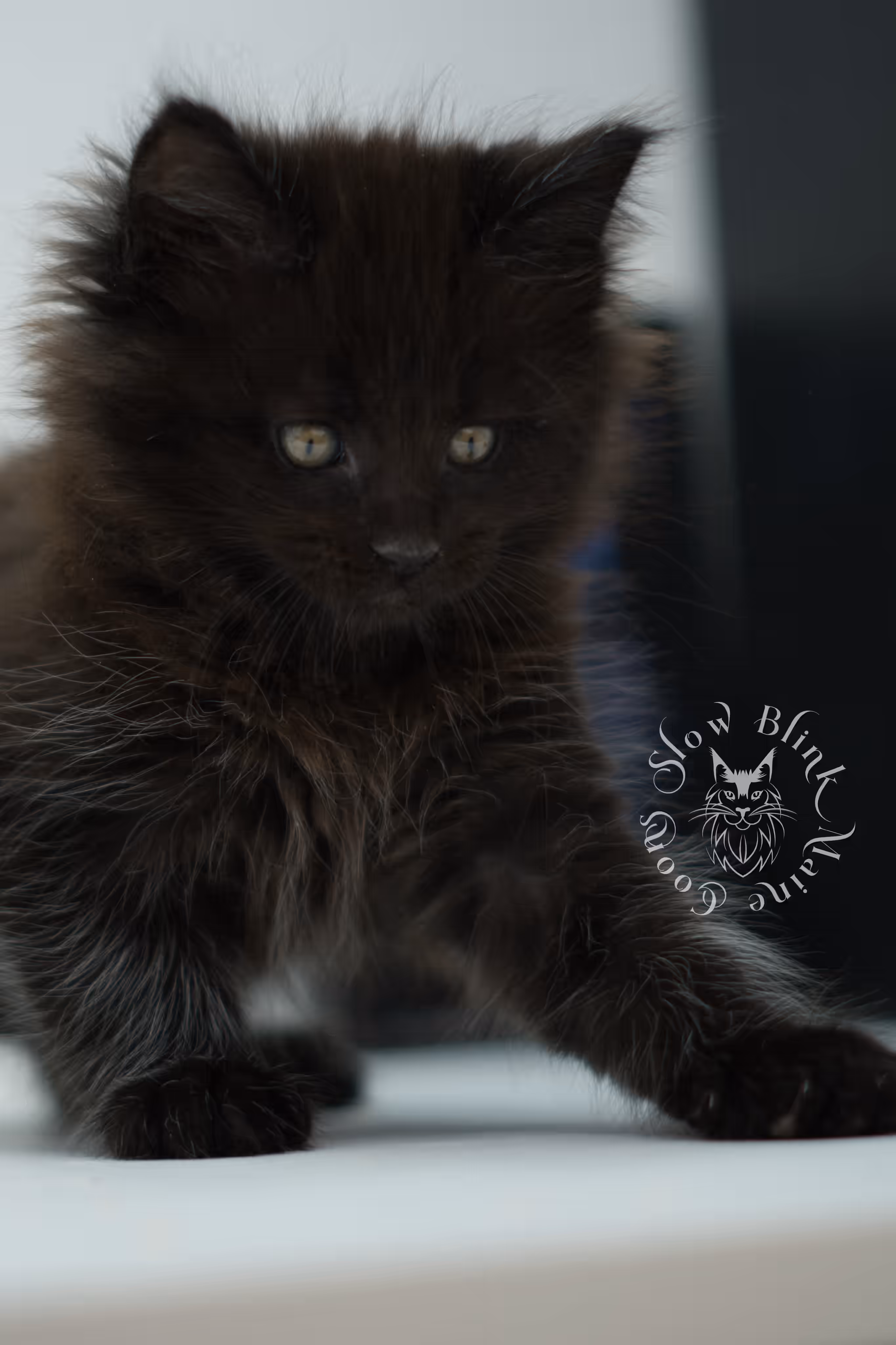 black maine coon kitten male ems code mco n age 6 weeks old taken jun 4 2026 SlowBlink Maine Coons Photo > black maine coon kitten male ems code mco n age 6 weeks old taken jun 4 2026