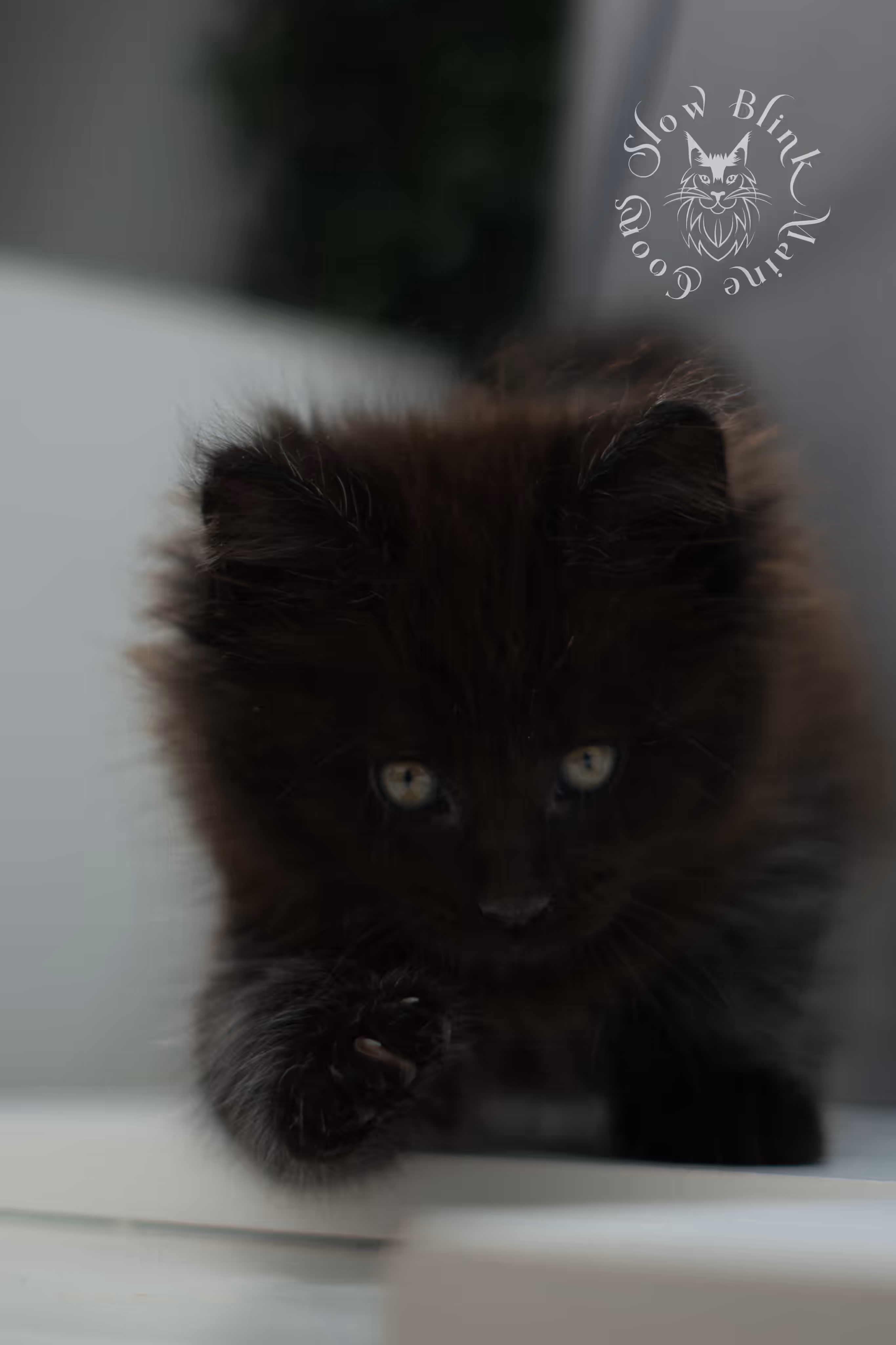 black maine coon kitten male ems code mco n age 6 weeks old taken jun 4 2026 SlowBlink Maine Coons Photo > black maine coon kitten male ems code mco n age 6 weeks old taken jun 4 2026