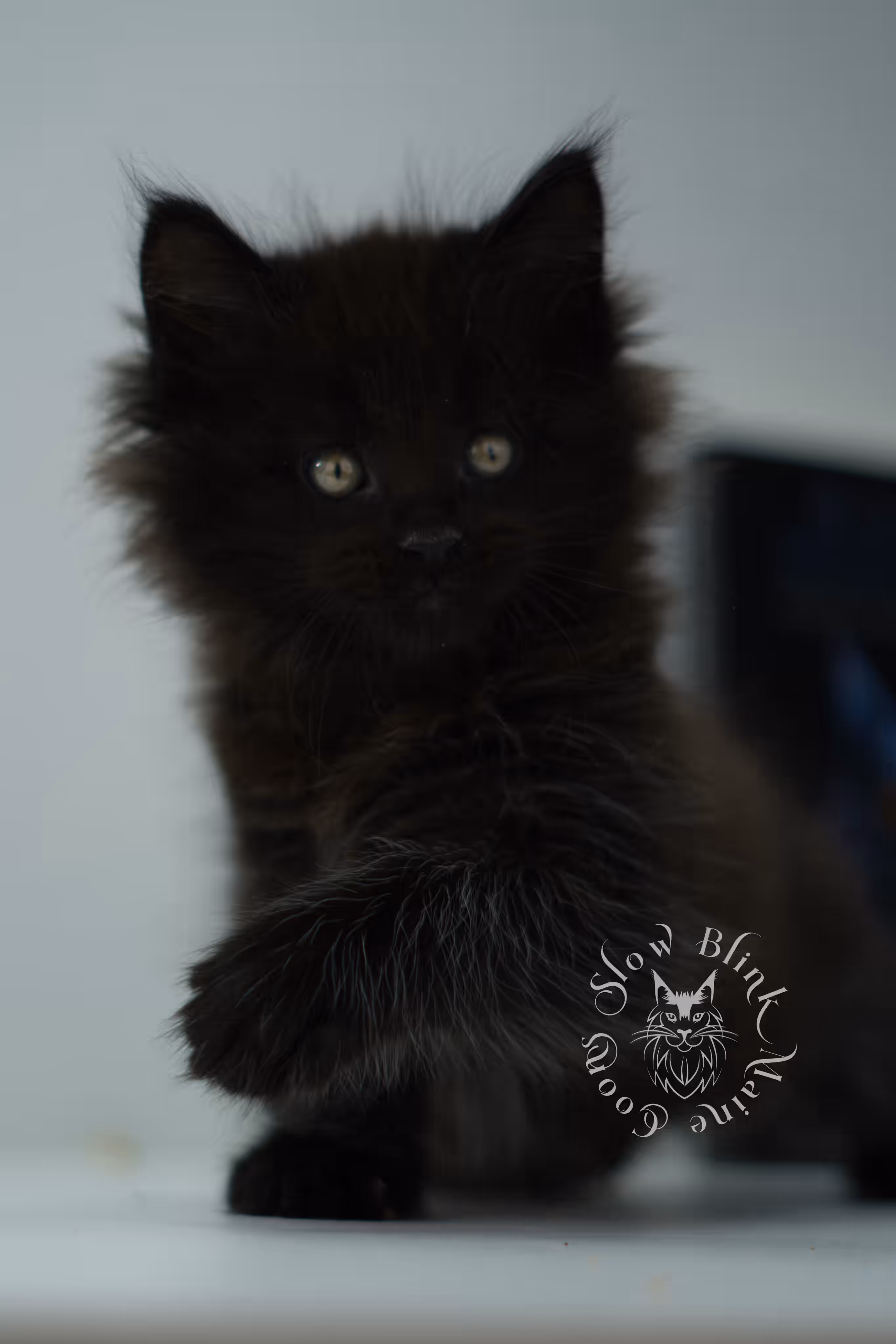 black maine coon kitten male ems code mco n age 6 weeks old taken jun 4 2026 SlowBlink Maine Coons Photo > black maine coon kitten male ems code mco n age 6 weeks old taken jun 4 2026
