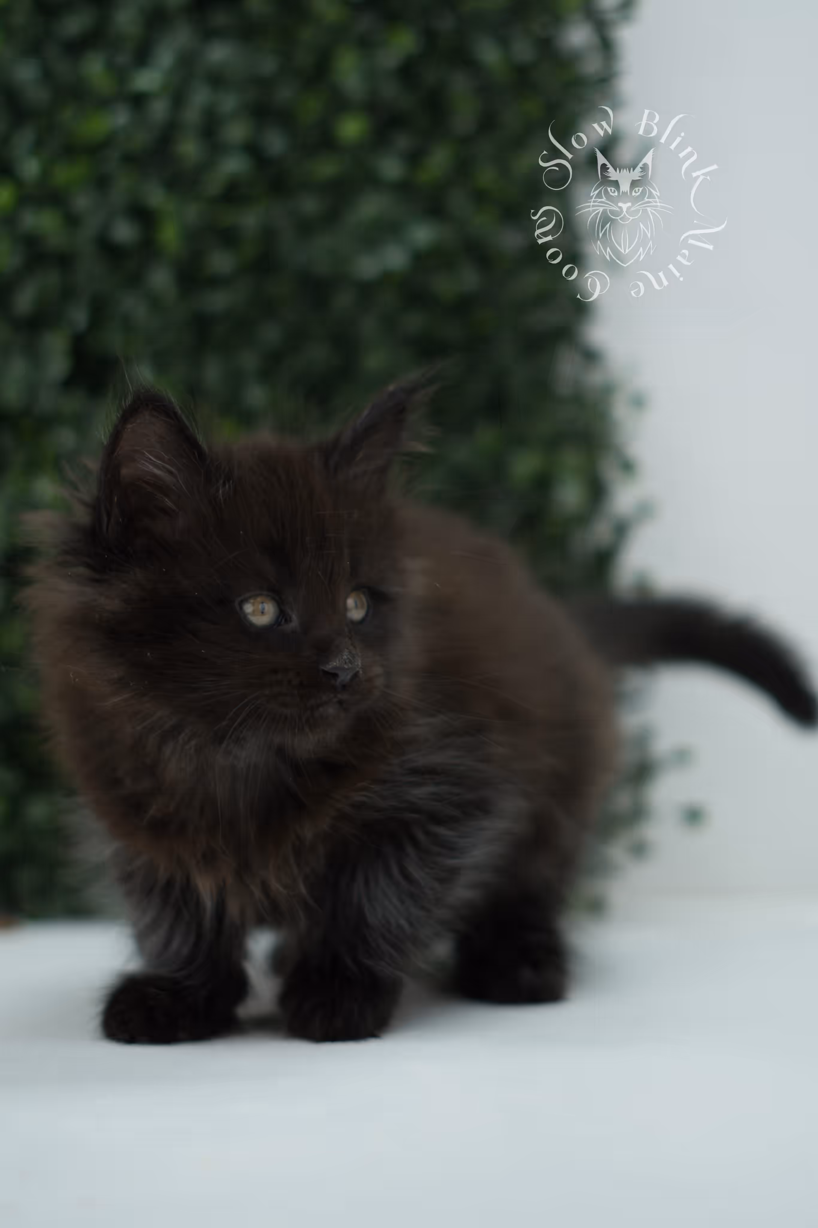 black maine coon kitten male ems code mco n age 6 weeks old taken jun 4 2026 SlowBlink Maine Coons Photo > black maine coon kitten male ems code mco n age 6 weeks old taken jun 4 2026