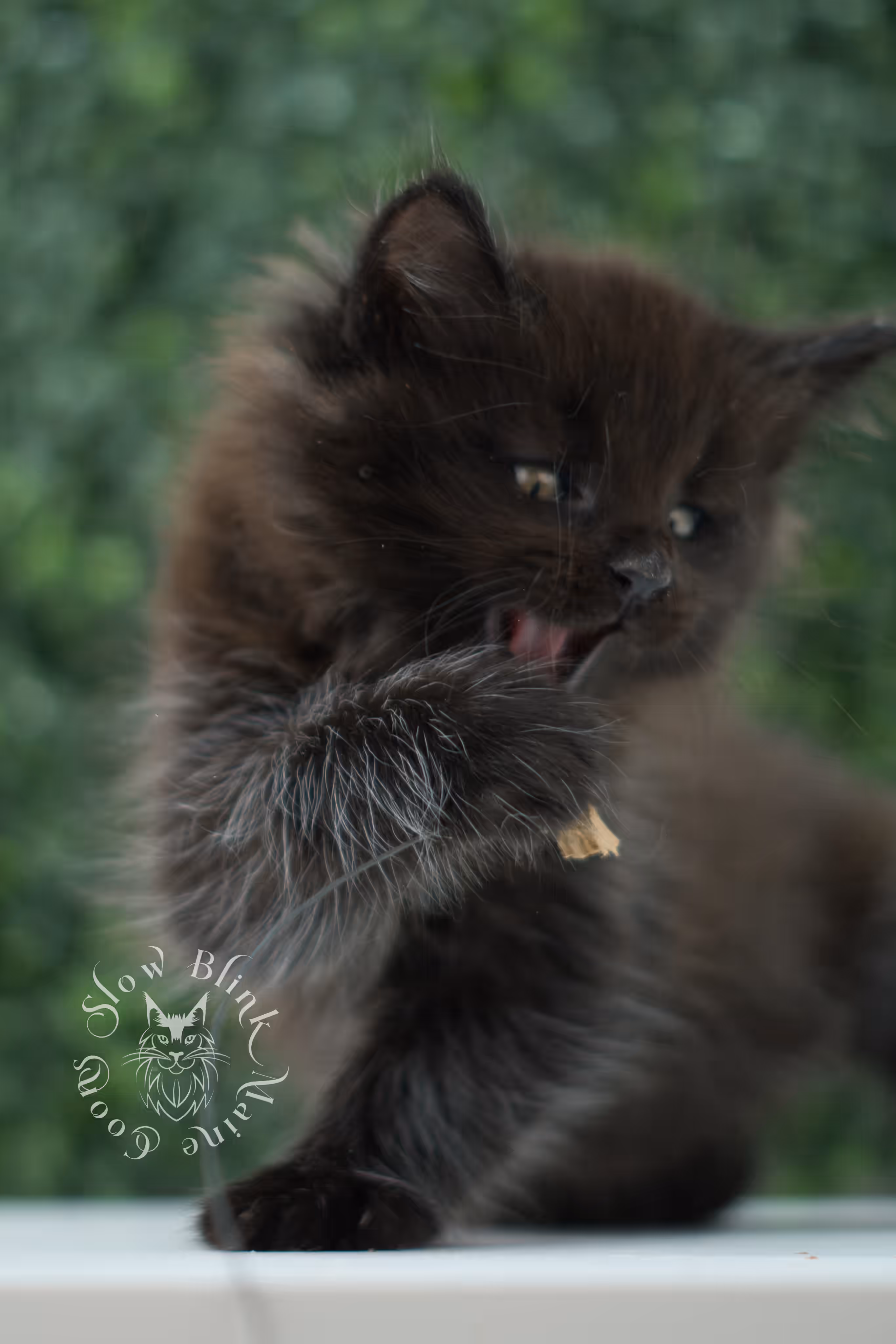 black maine coon kitten male ems code mco n age 6 weeks old taken jun 4 2026 SlowBlink Maine Coons Photo > black maine coon kitten male ems code mco n age 6 weeks old taken jun 4 2026