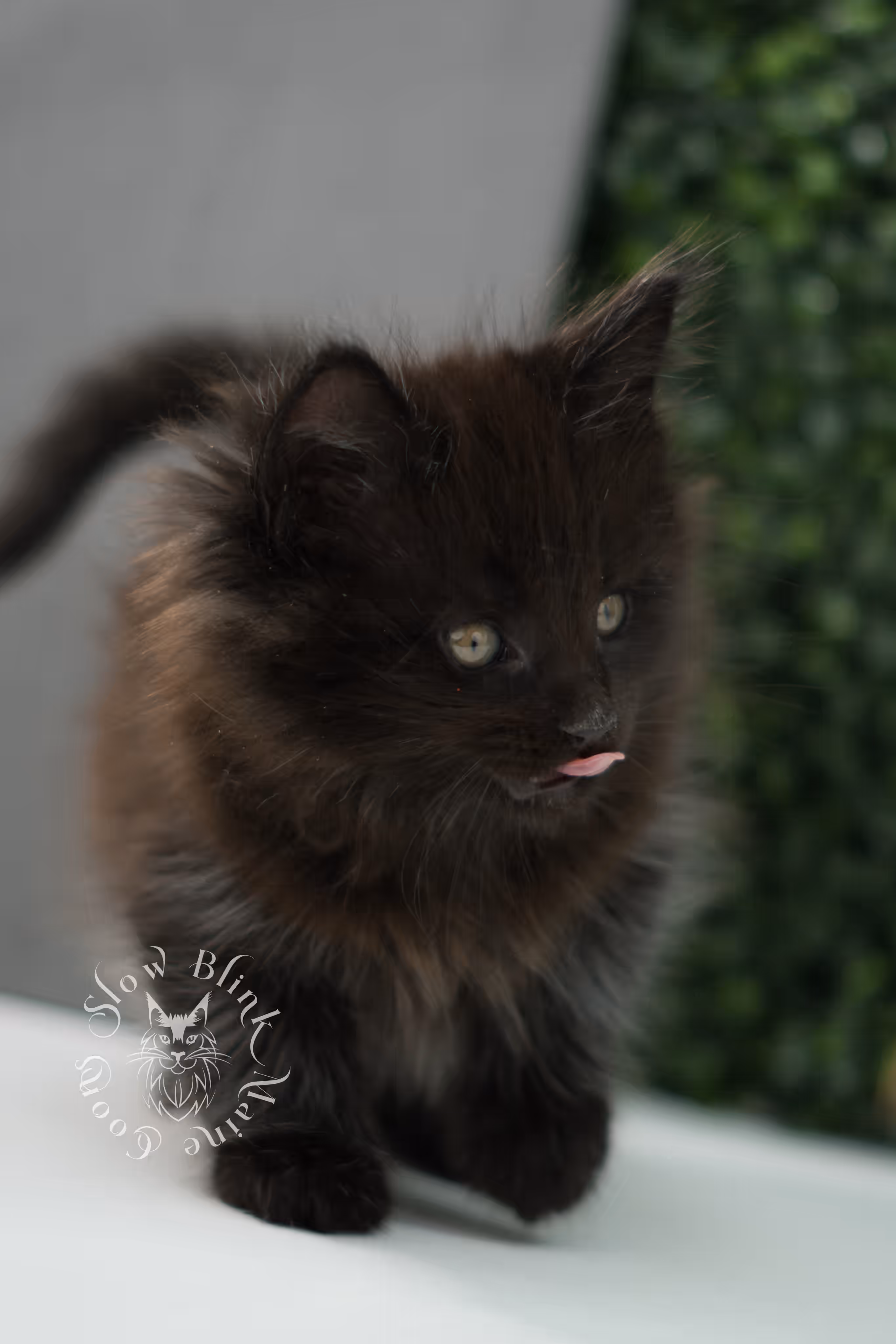 black maine coon kitten male ems code mco n age 6 weeks old taken jun 4 2026 SlowBlink Maine Coons Photo > black maine coon kitten male ems code mco n age 6 weeks old taken jun 4 2026