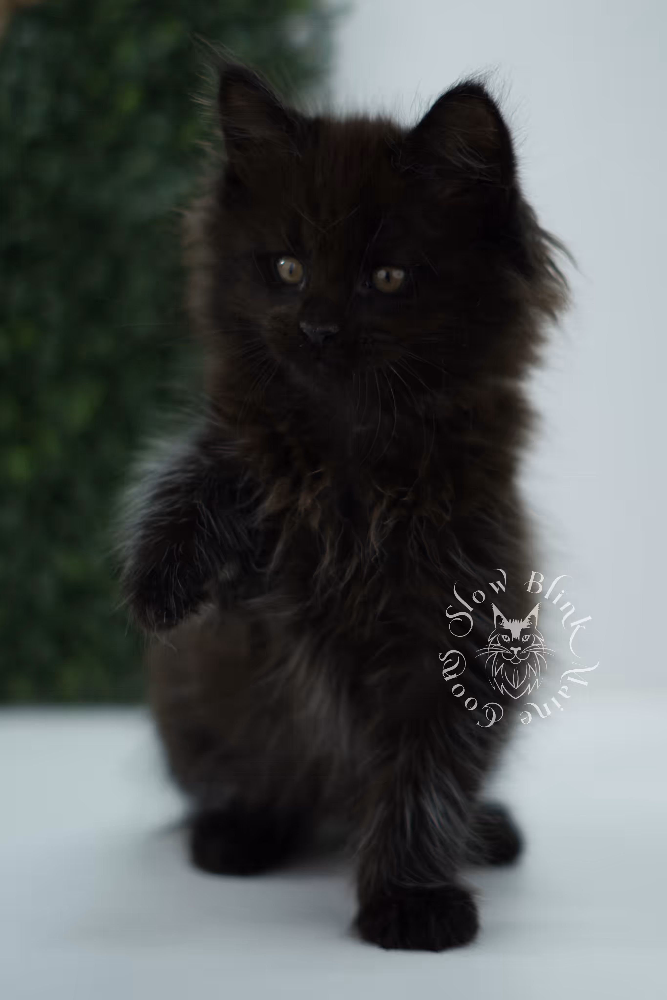 black maine coon kitten male ems code mco n age 6 weeks old taken jun 4 2026 SlowBlink Maine Coons Photo > black maine coon kitten male ems code mco n age 6 weeks old taken jun 4 2026