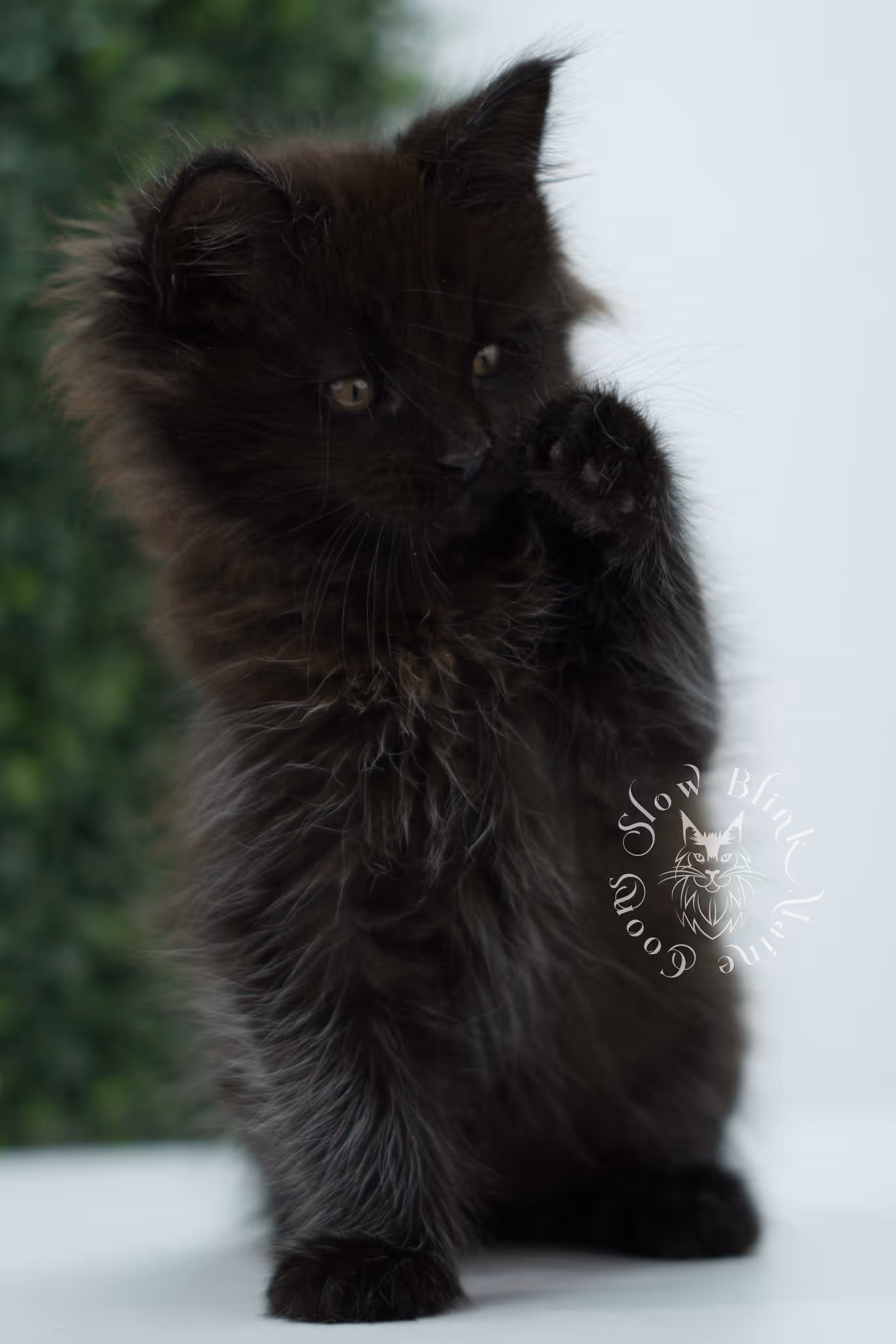 black maine coon kitten male ems code mco n age 6 weeks old taken jun 4 2026 SlowBlink Maine Coons Photo > black maine coon kitten male ems code mco n age 6 weeks old taken jun 4 2026
