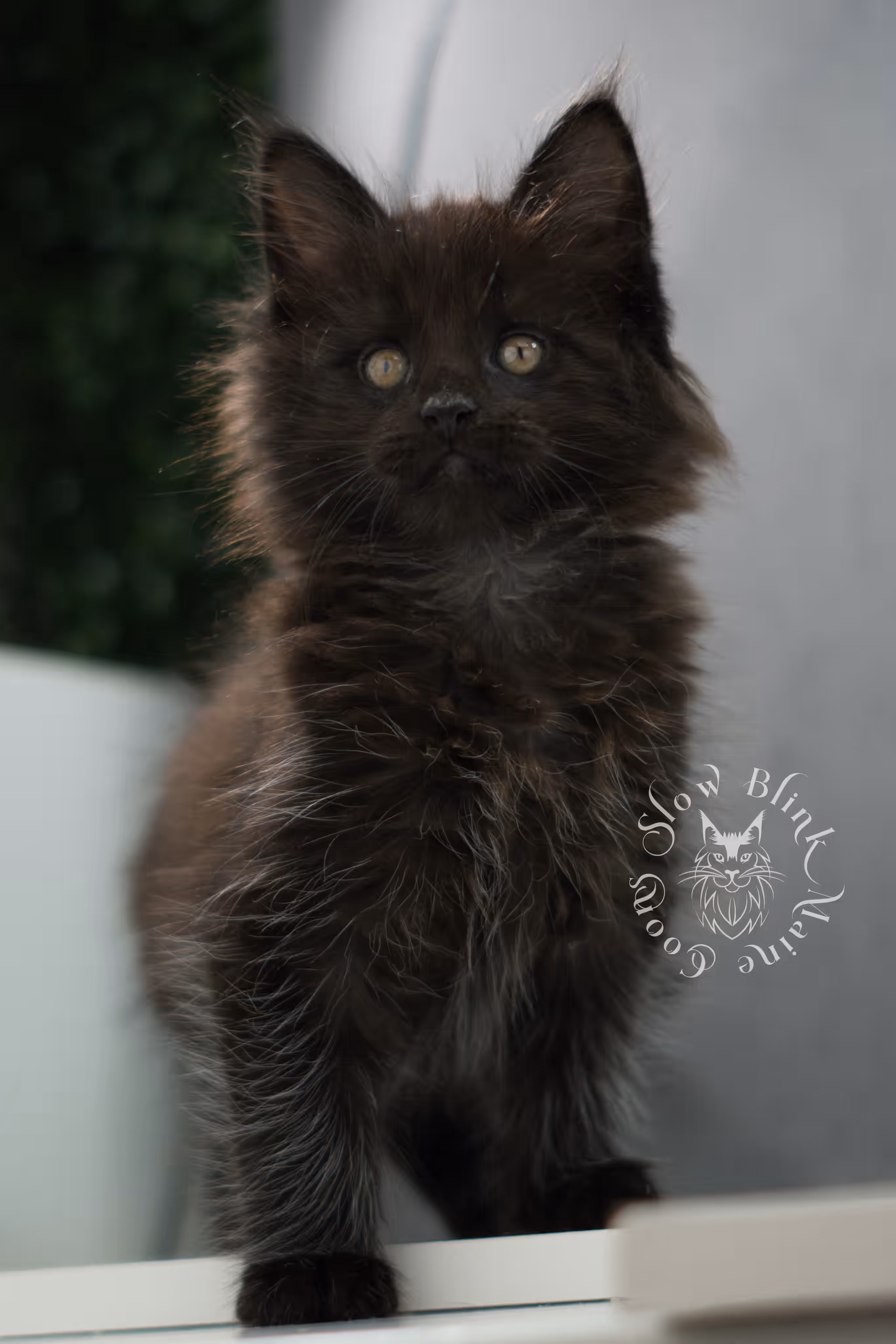 black maine coon kitten male ems code mco n age 6 weeks old taken jun 4 2026 SlowBlink Maine Coons Photo > black maine coon kitten male ems code mco n age 6 weeks old taken jun 4 2026