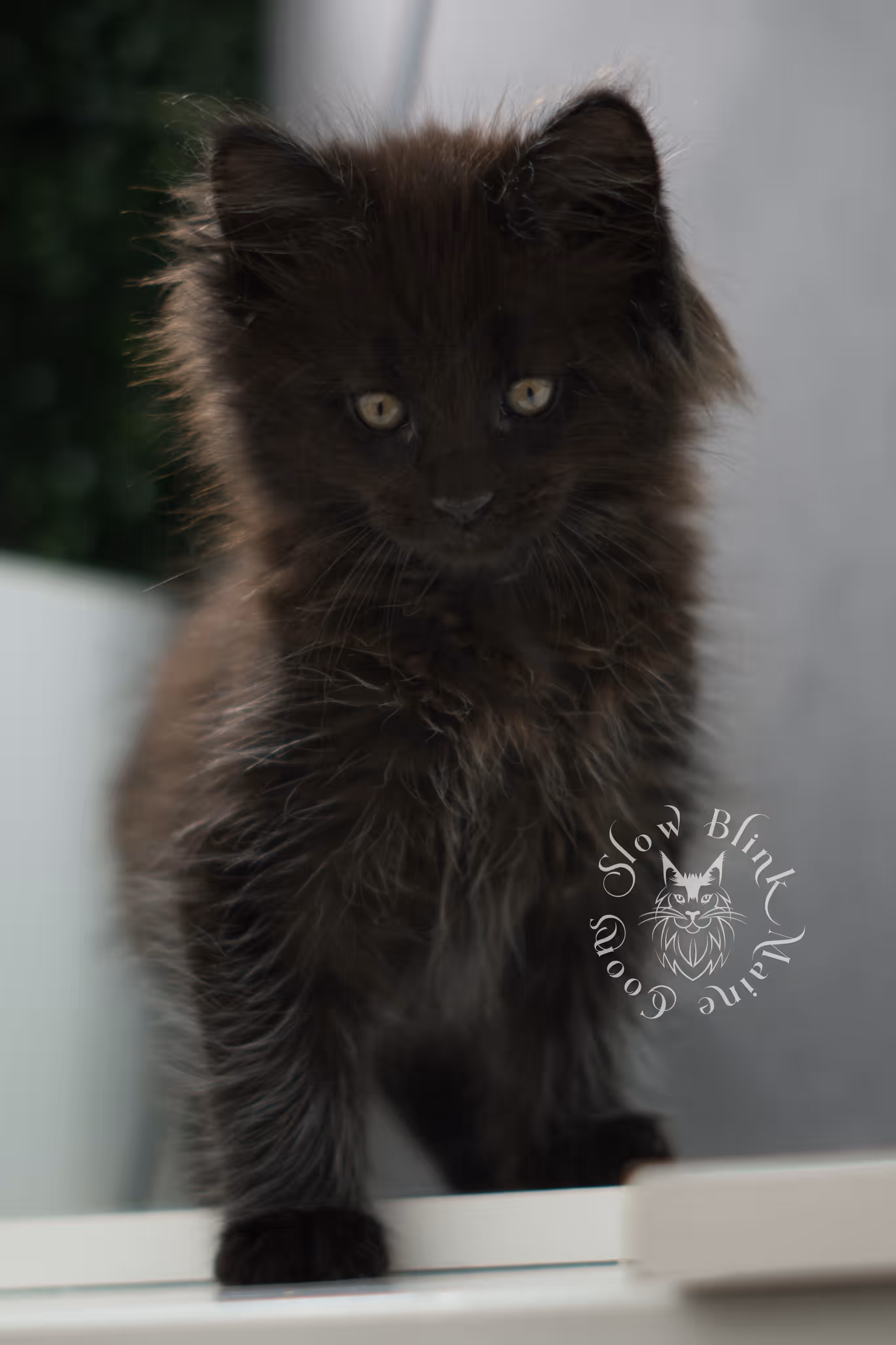 black maine coon kitten male ems code mco n age 6 weeks old taken jun 4 2026 SlowBlink Maine Coons Photo > black maine coon kitten male ems code mco n age 6 weeks old taken jun 4 2026